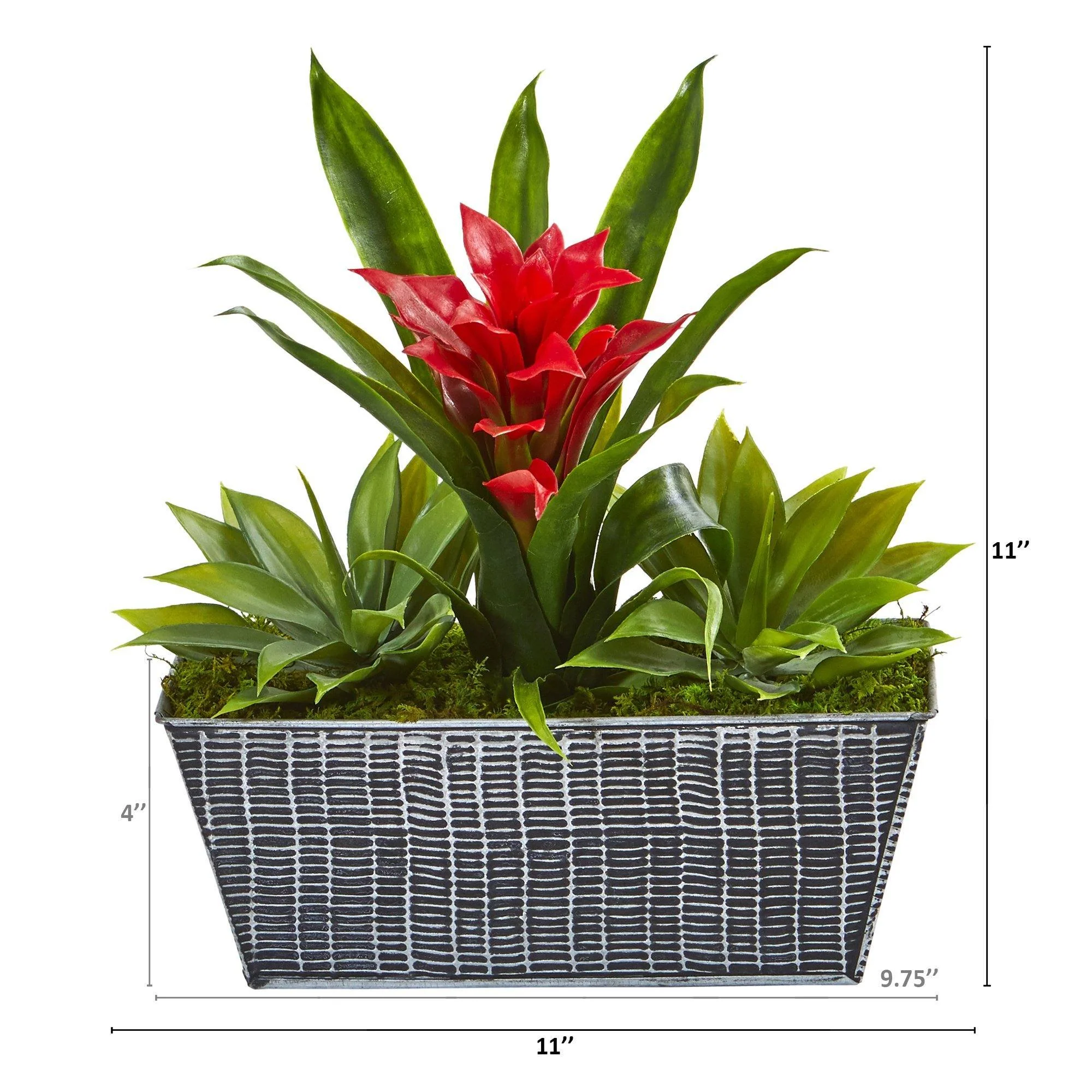 11” Bromeliad and Agave Plant in Black Tin Planter - Image 2