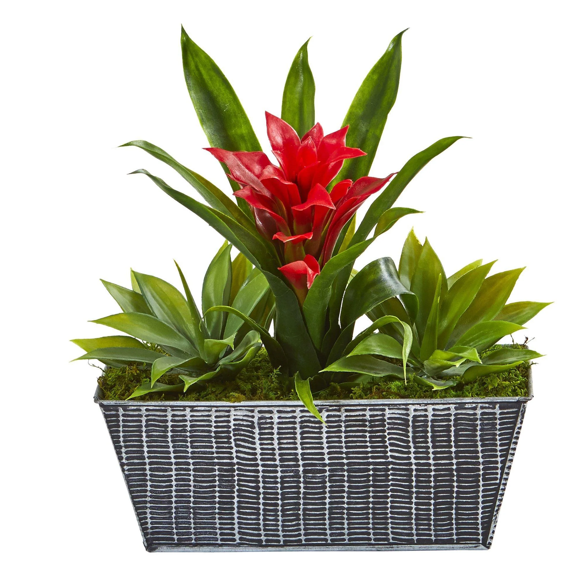 11” Bromeliad and Agave Plant in Black Tin Planter - Image 6