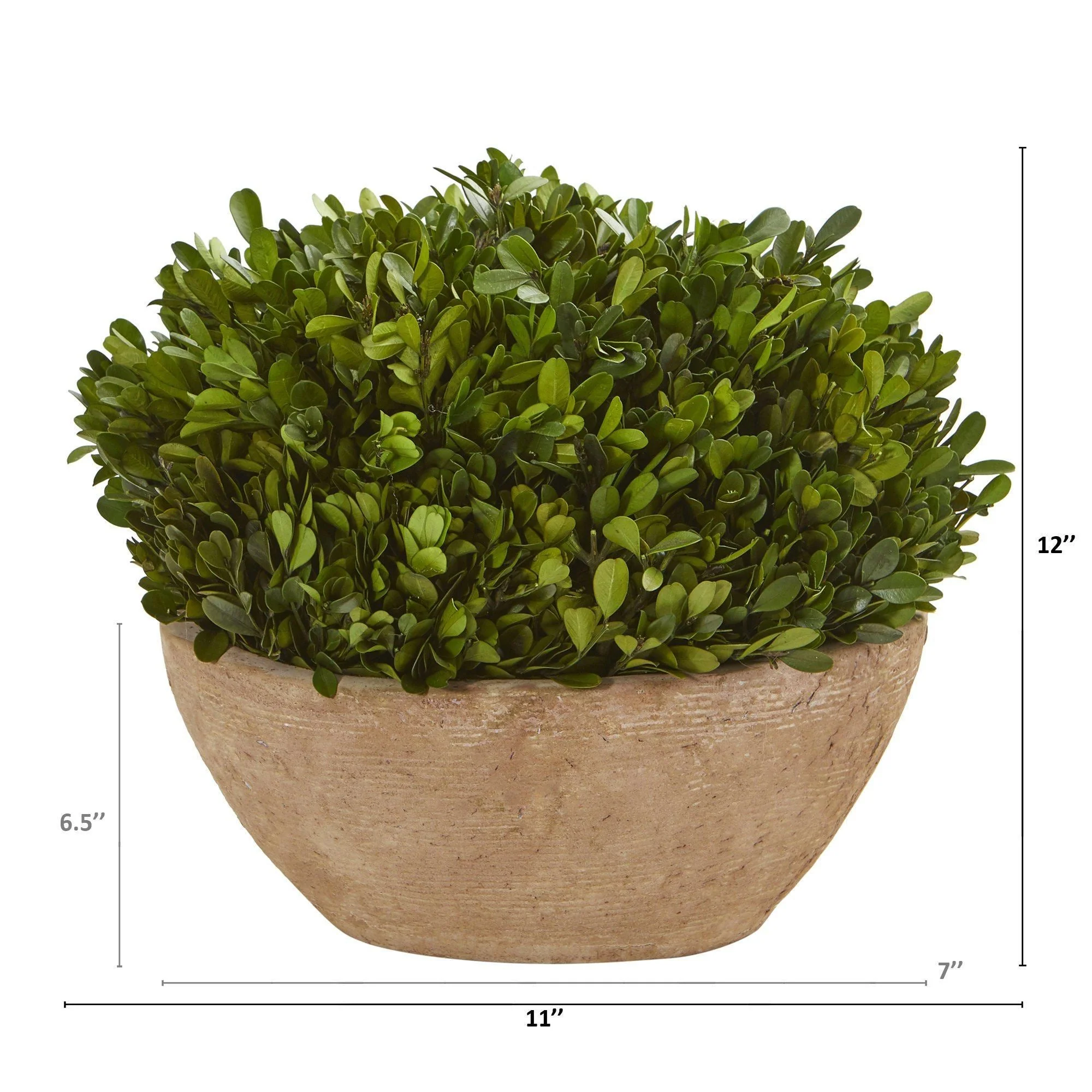 12” Boxwood Preserved Plant in Oval Planter - Image 2