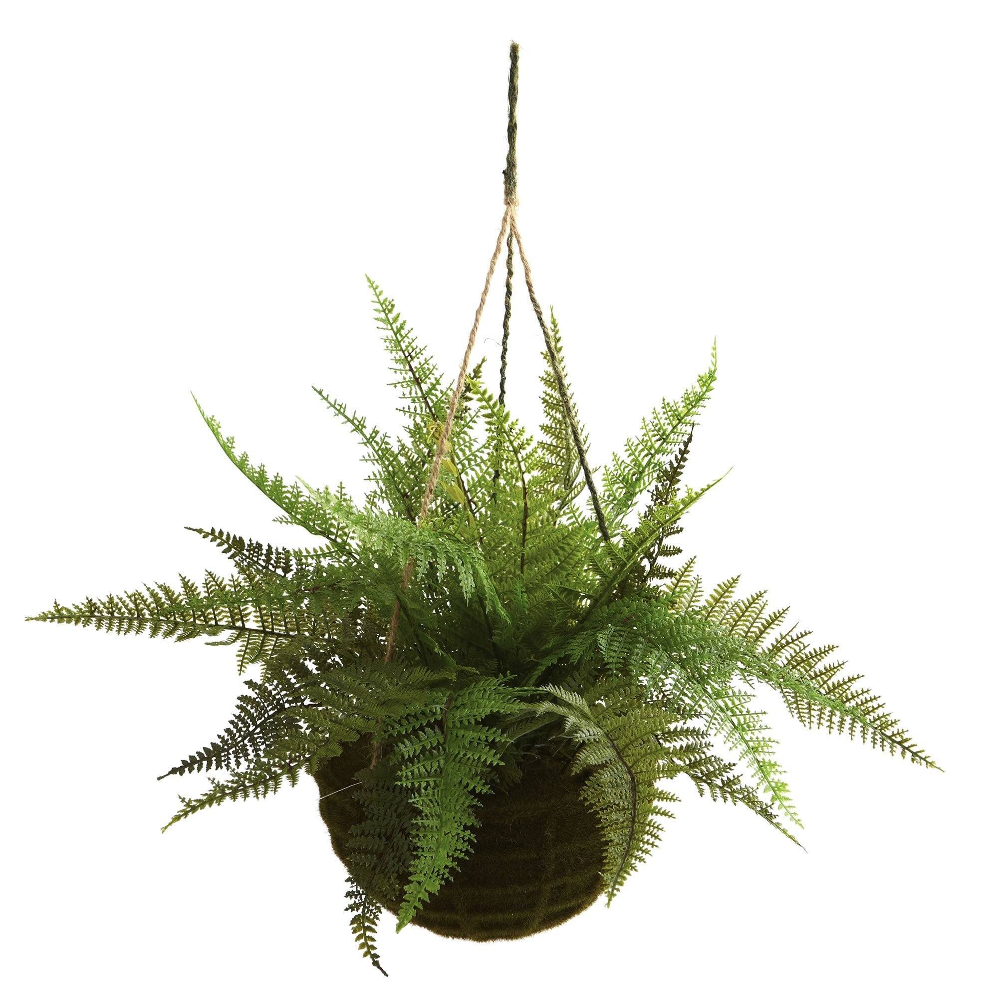 13" Leather Fern Hanging Basket w/ Moss - Set of 2 + (Indoor/Outdoor) - Image 2