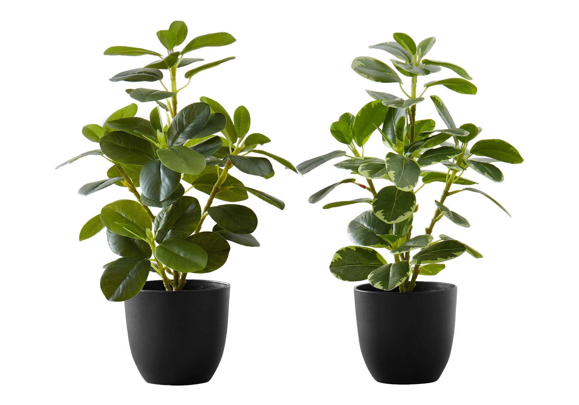 14" Tall, Artificial Plant, Ficus, Indoor, Faux, Fake, Table, Greenery, Potted, Decorative (Set of 2) - Green / Black - Image 3