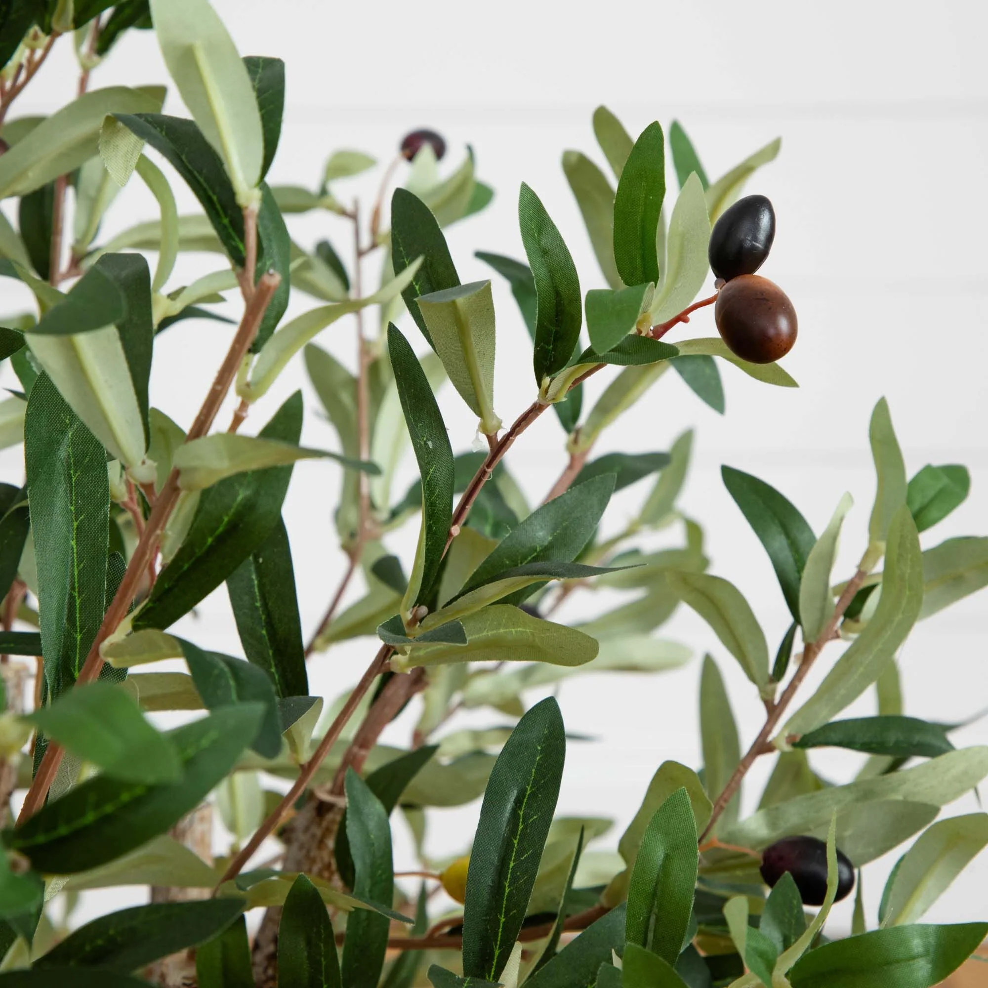 2.5' Olive Silk Tree - Image 2