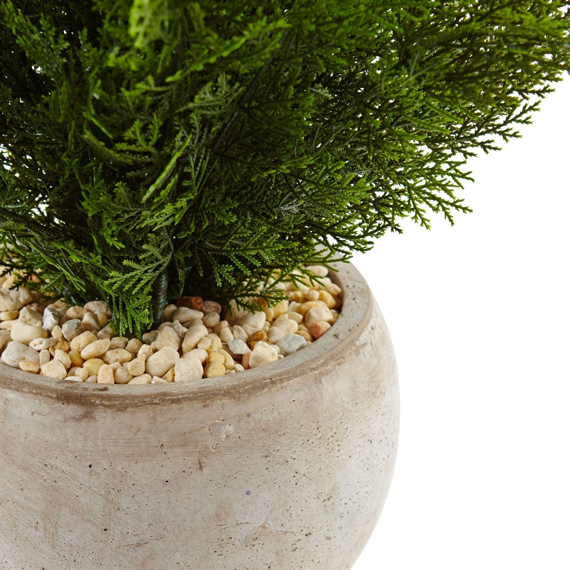 2’ Cedar in Sand Colored Bowl - Image 2