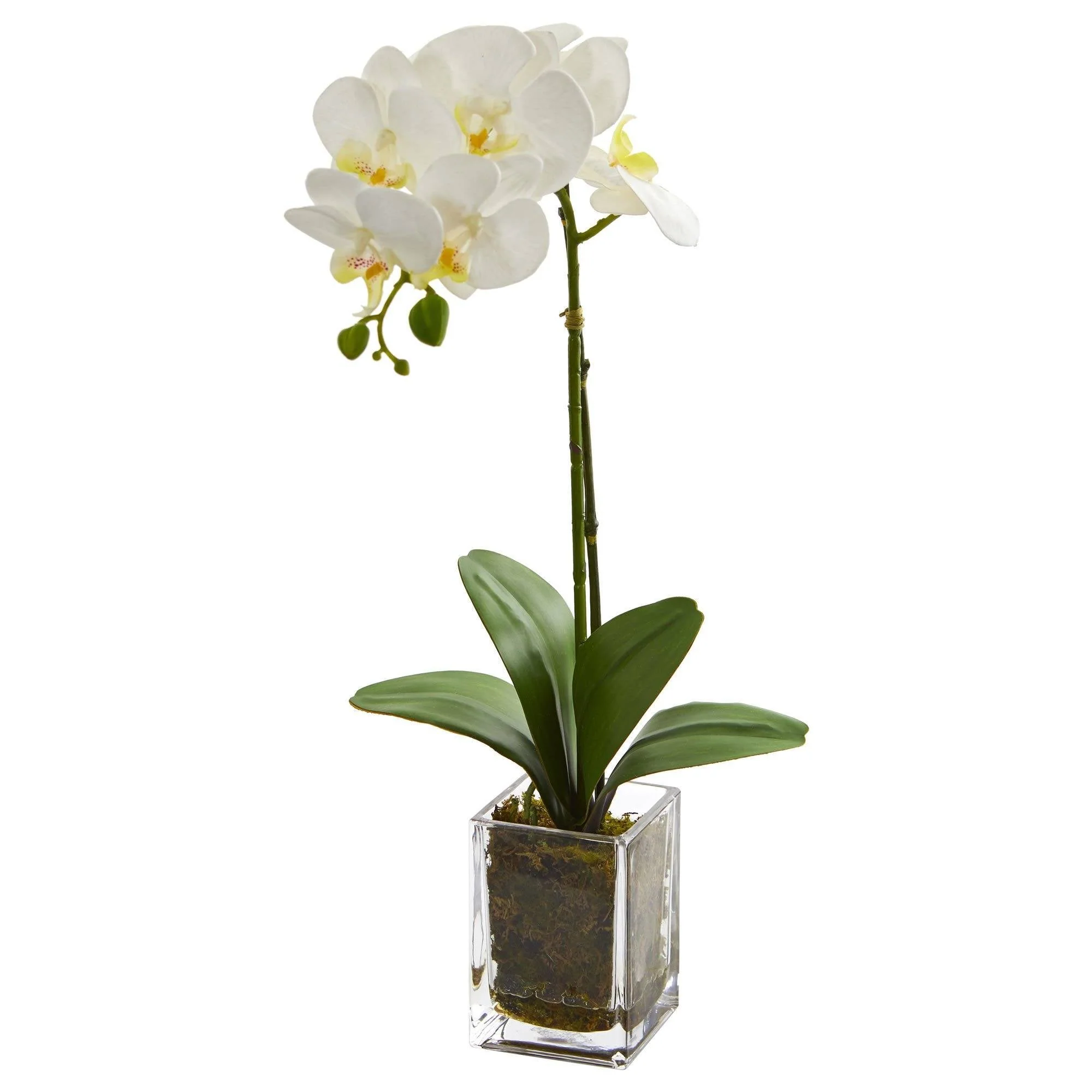 20” Orchid Phalaenopsis in vase - Image 2