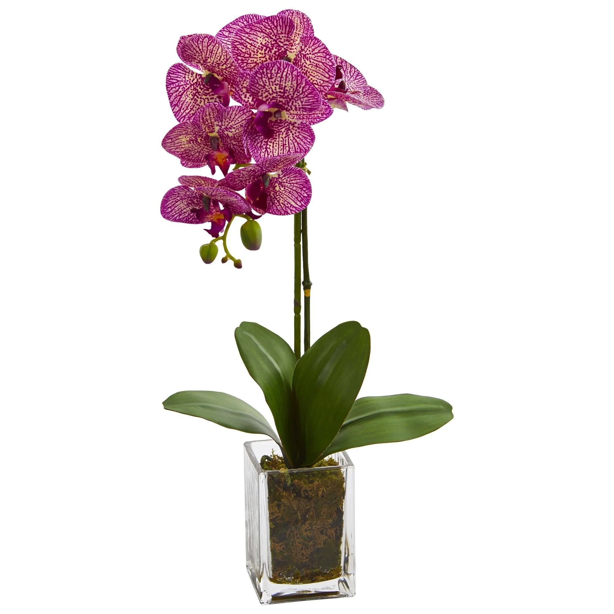 20” Orchid Phalaenopsis in vase - Image 3