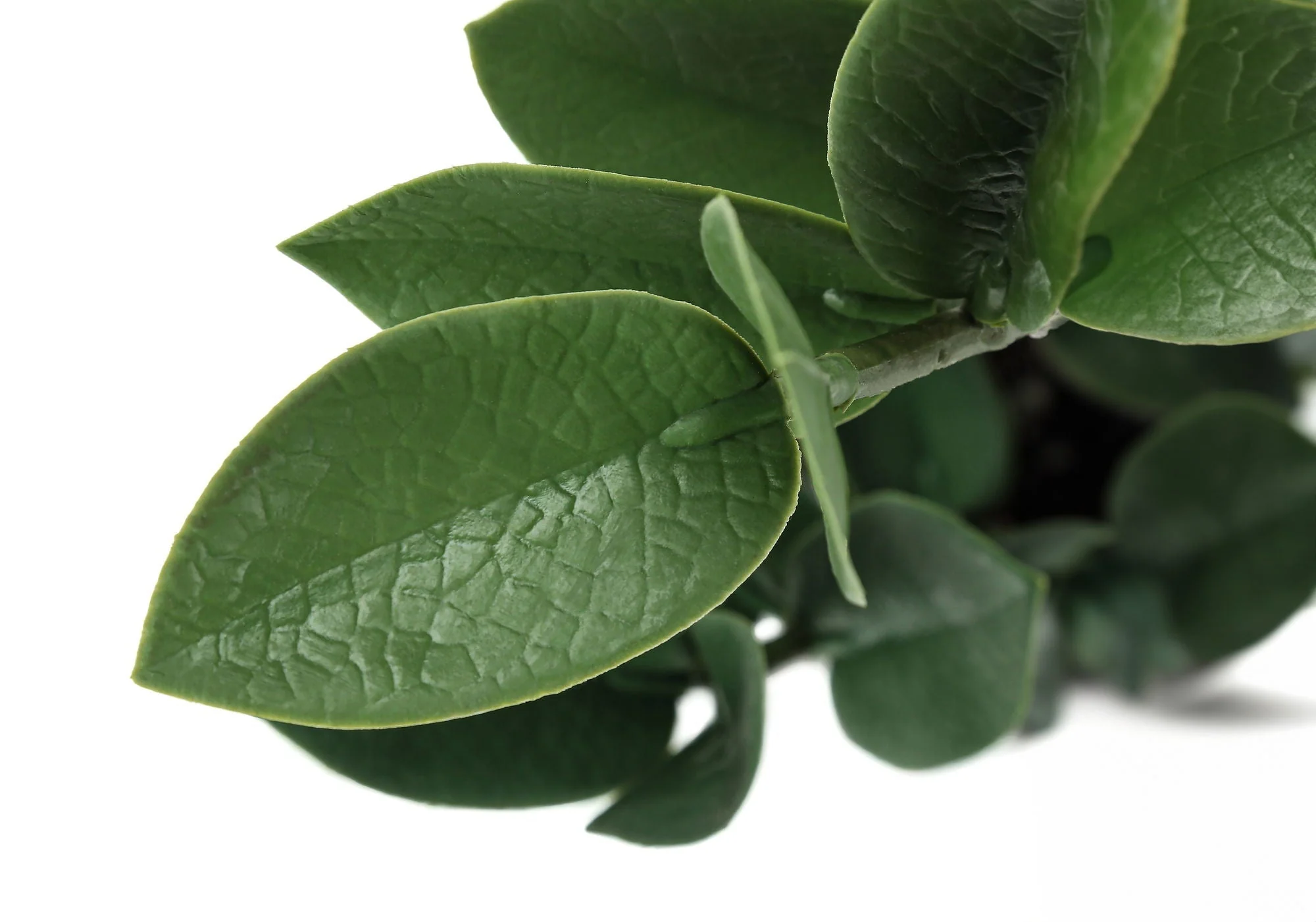 20" Tall, Artificial Plant, Zz, Indoor, Faux, Fake, Table, Greenery, Potted, Real Touch, Decorative - Green / Gray - Image 3