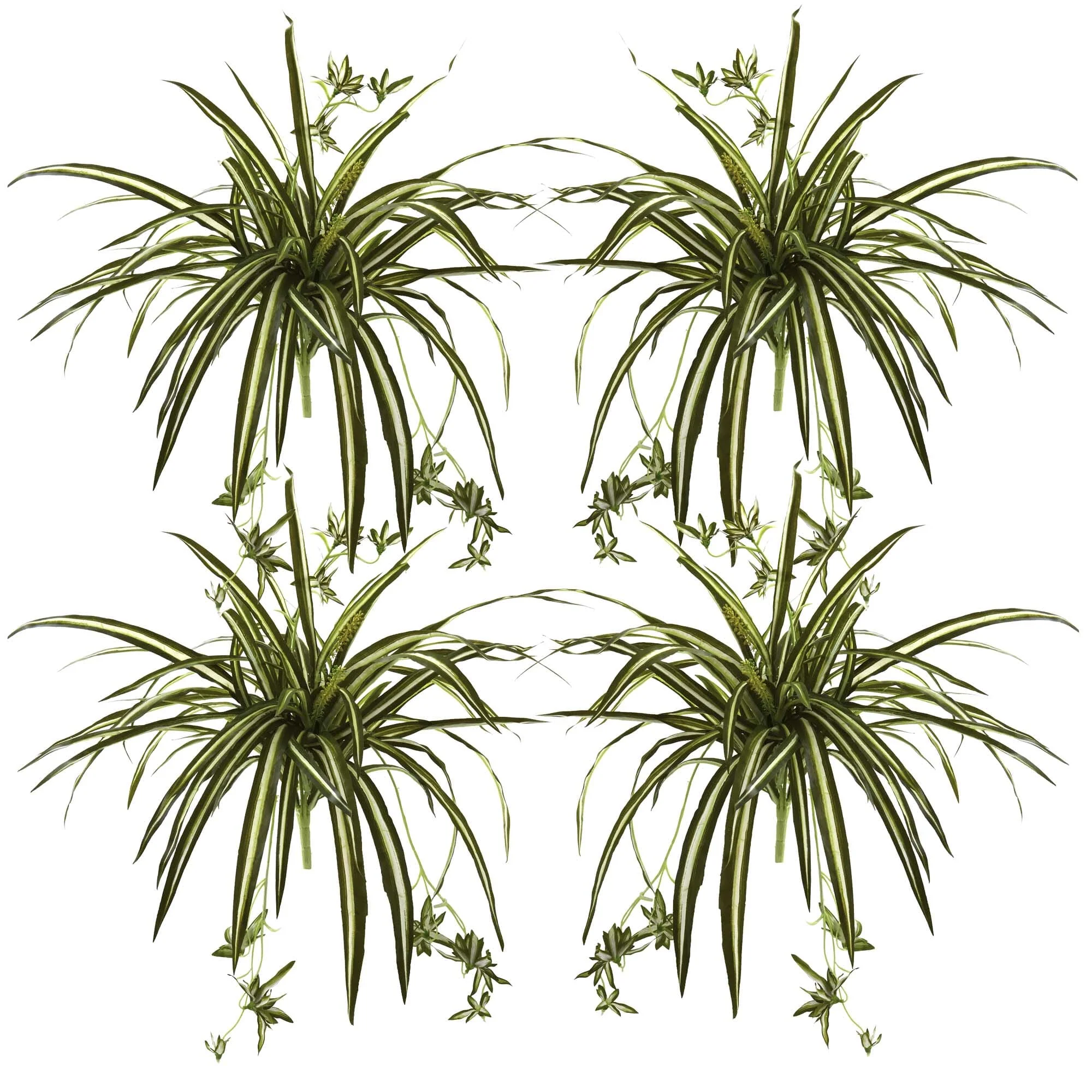 23” Spider Plant Bush (Set of 4) - Image 2