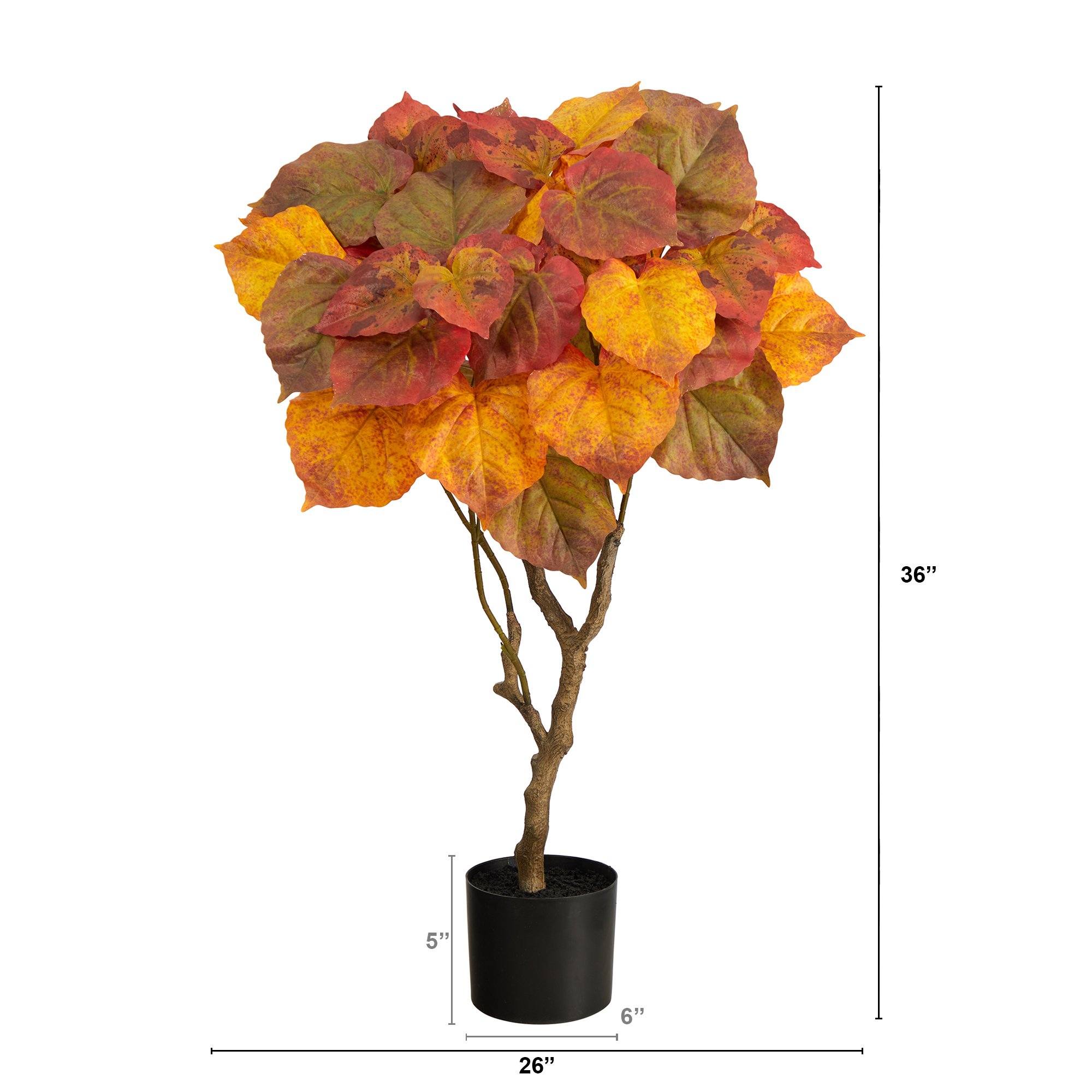 3’ Autumn Umbrella Ficus Tree - Image 2