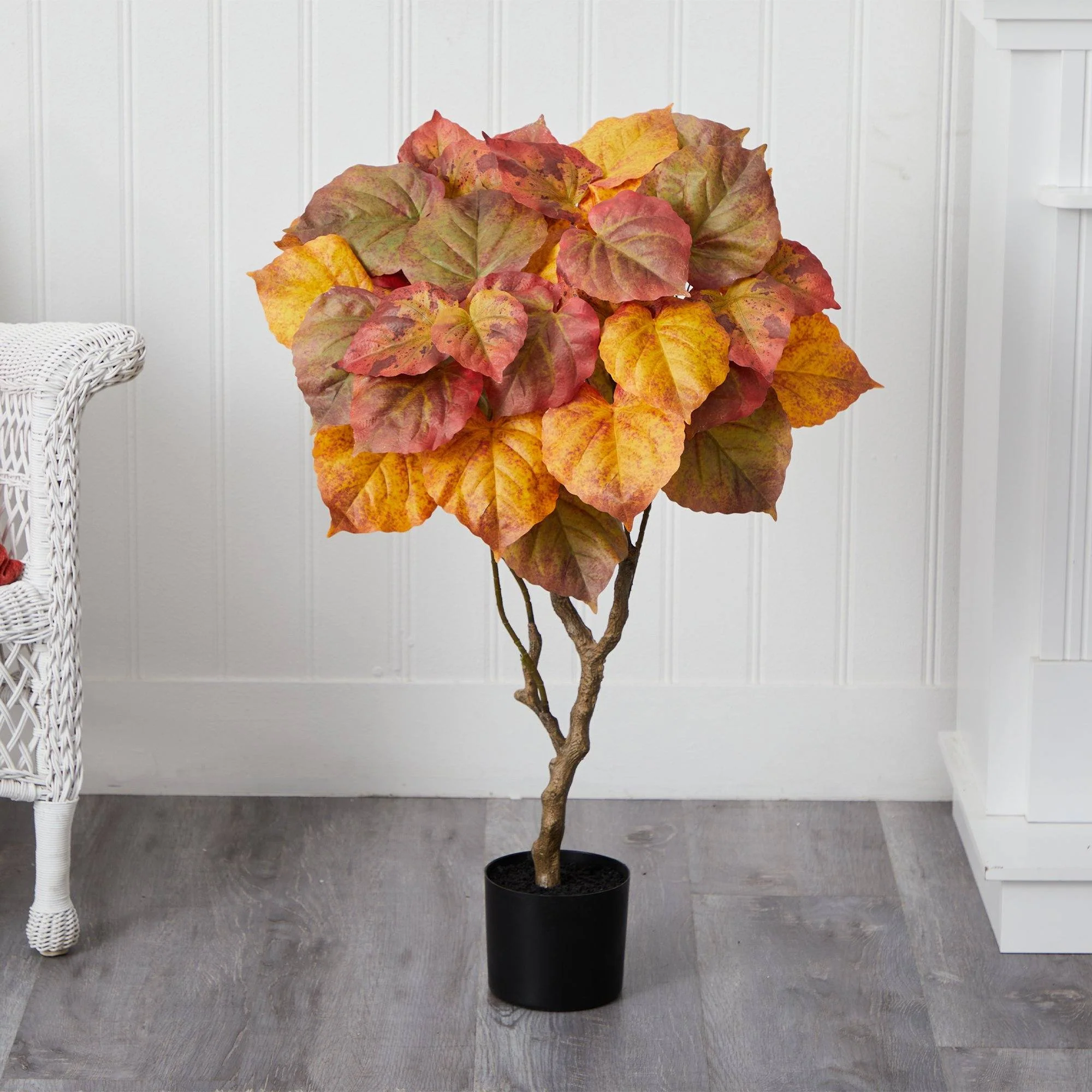 3’ Autumn Umbrella Ficus Tree - Image 3