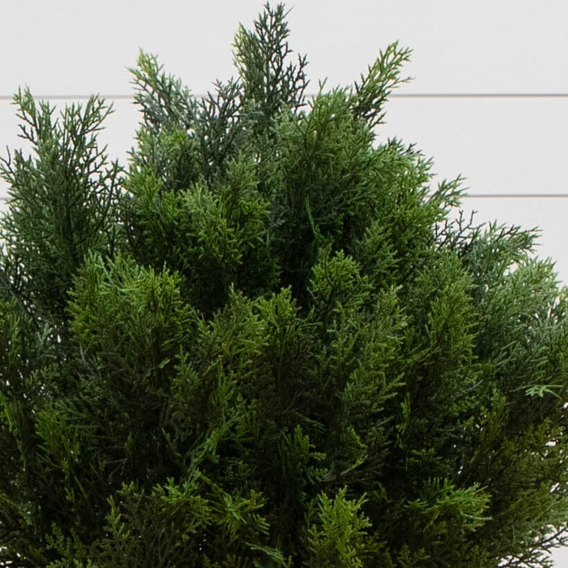 3’ Cedar Bush (Indoor/Outdoor) - Image 2