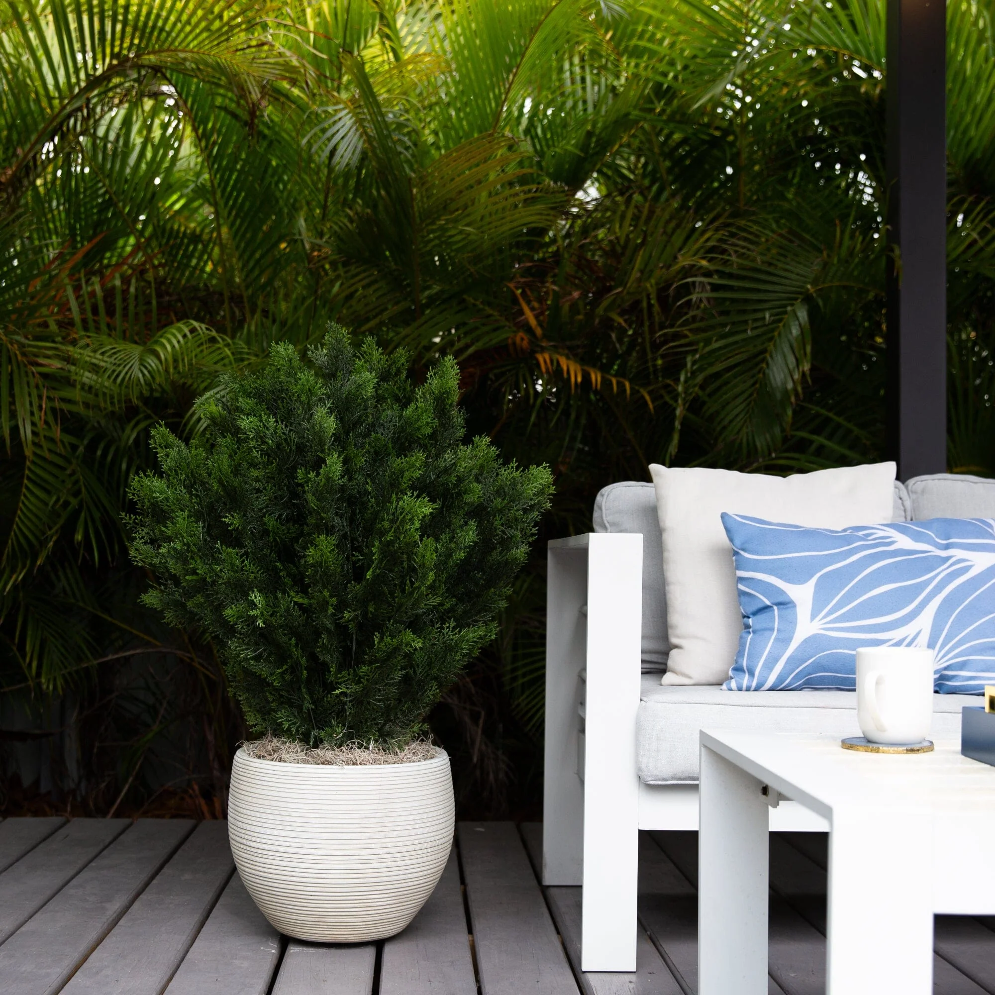 3’ Cedar Bush (Indoor/Outdoor) - Image 3