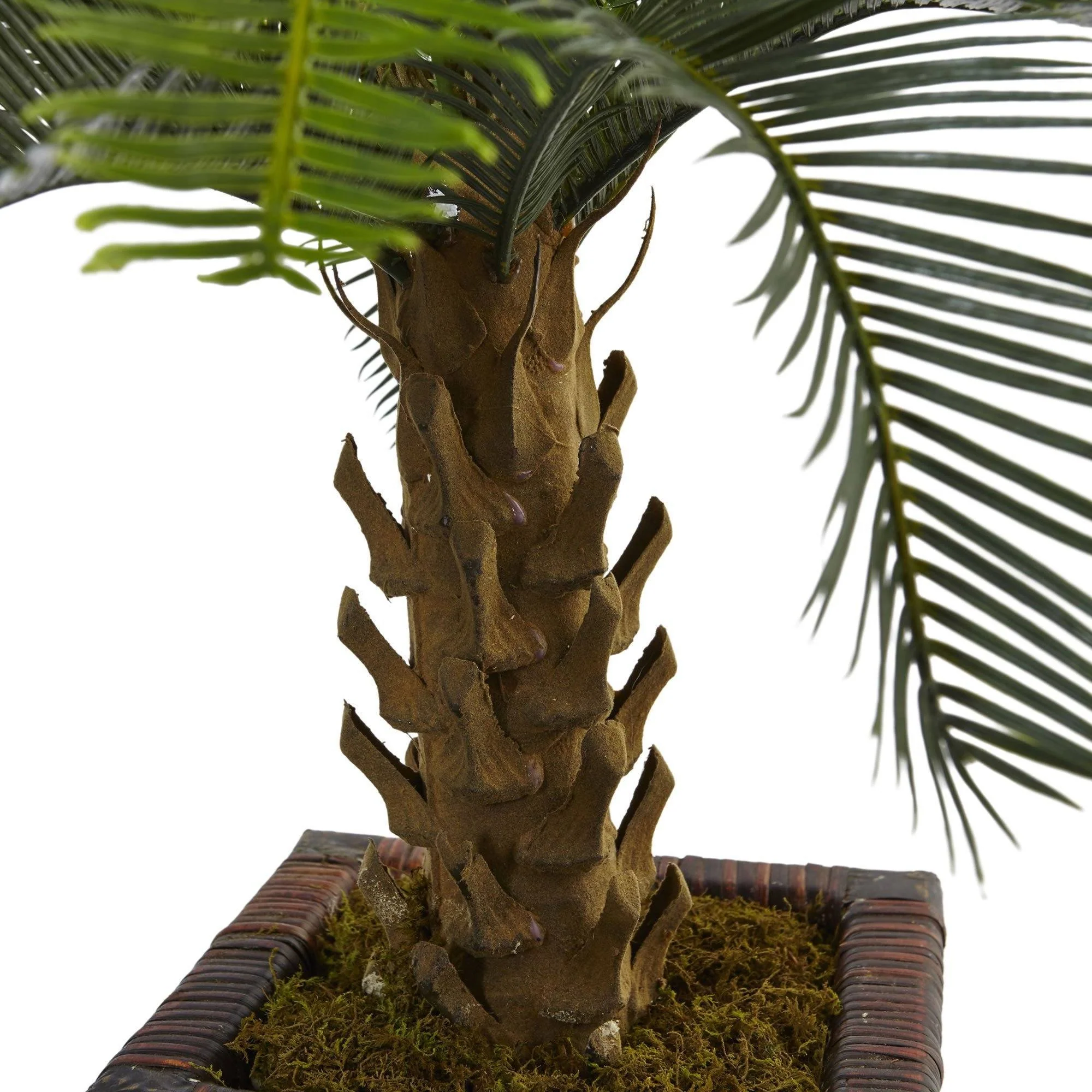 3’ Cycas Tree in Wood Planter - Image 2