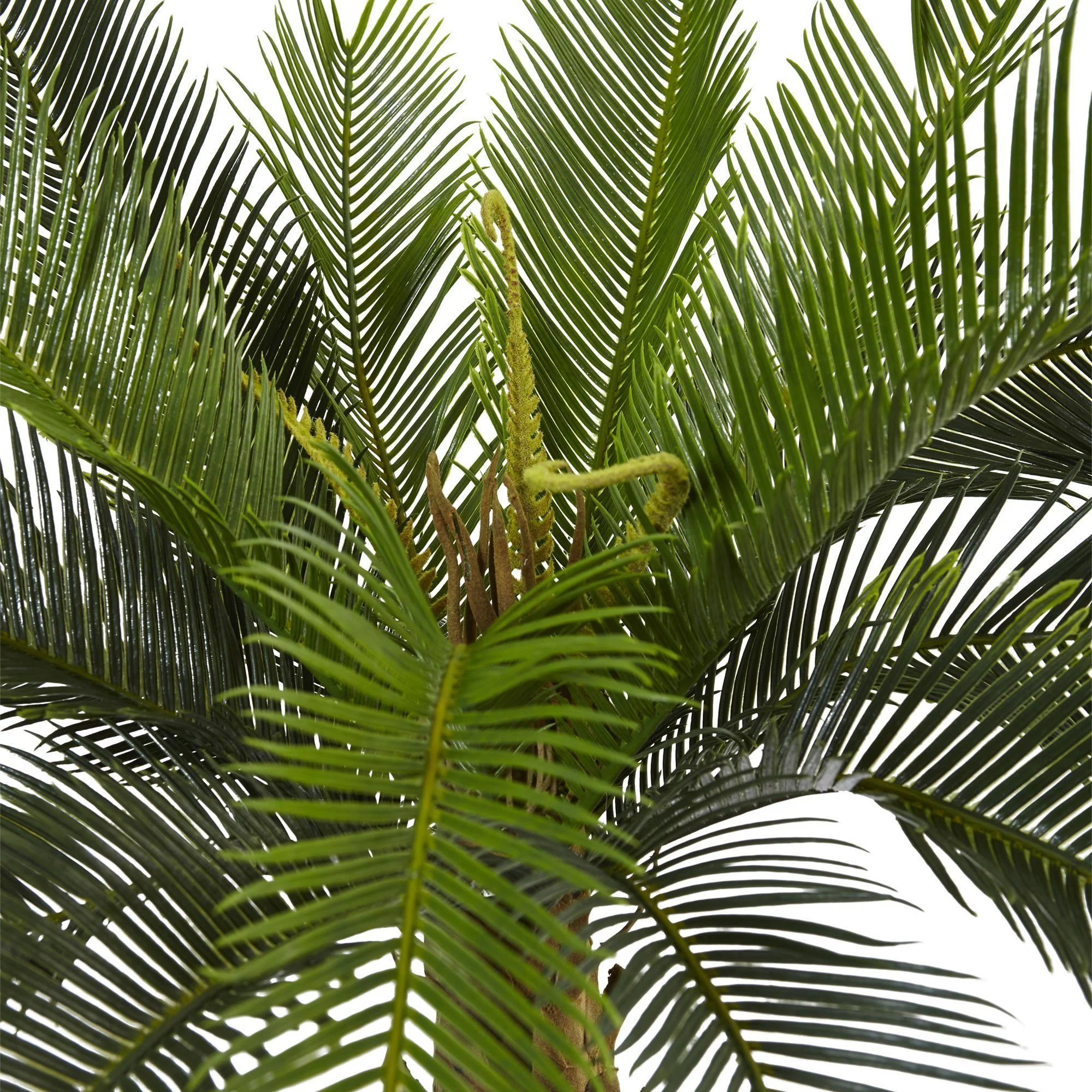 3’ Cycas Tree in Wood Planter - Image 3