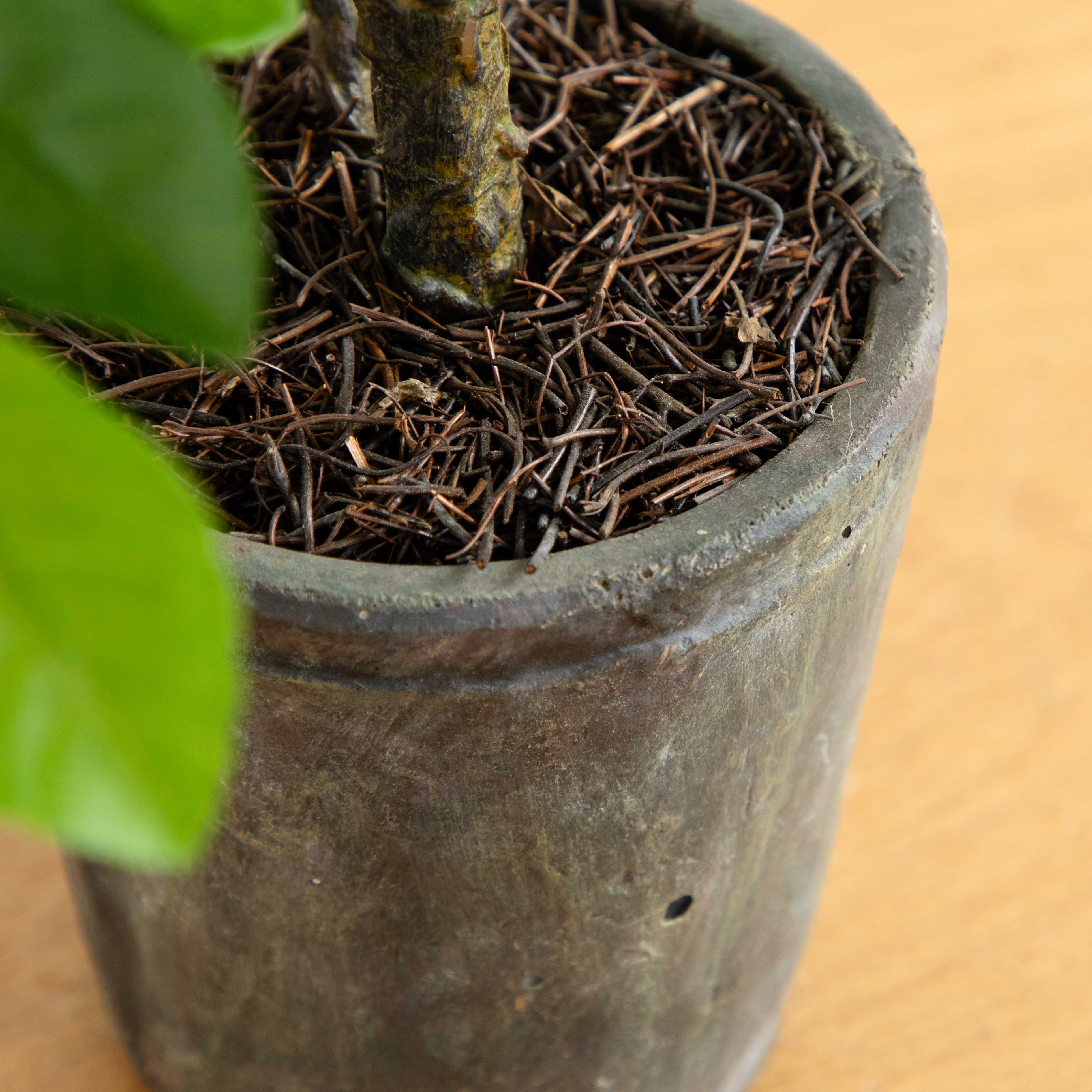 3’ Ficus Artificial Tree in Planter - Image 3