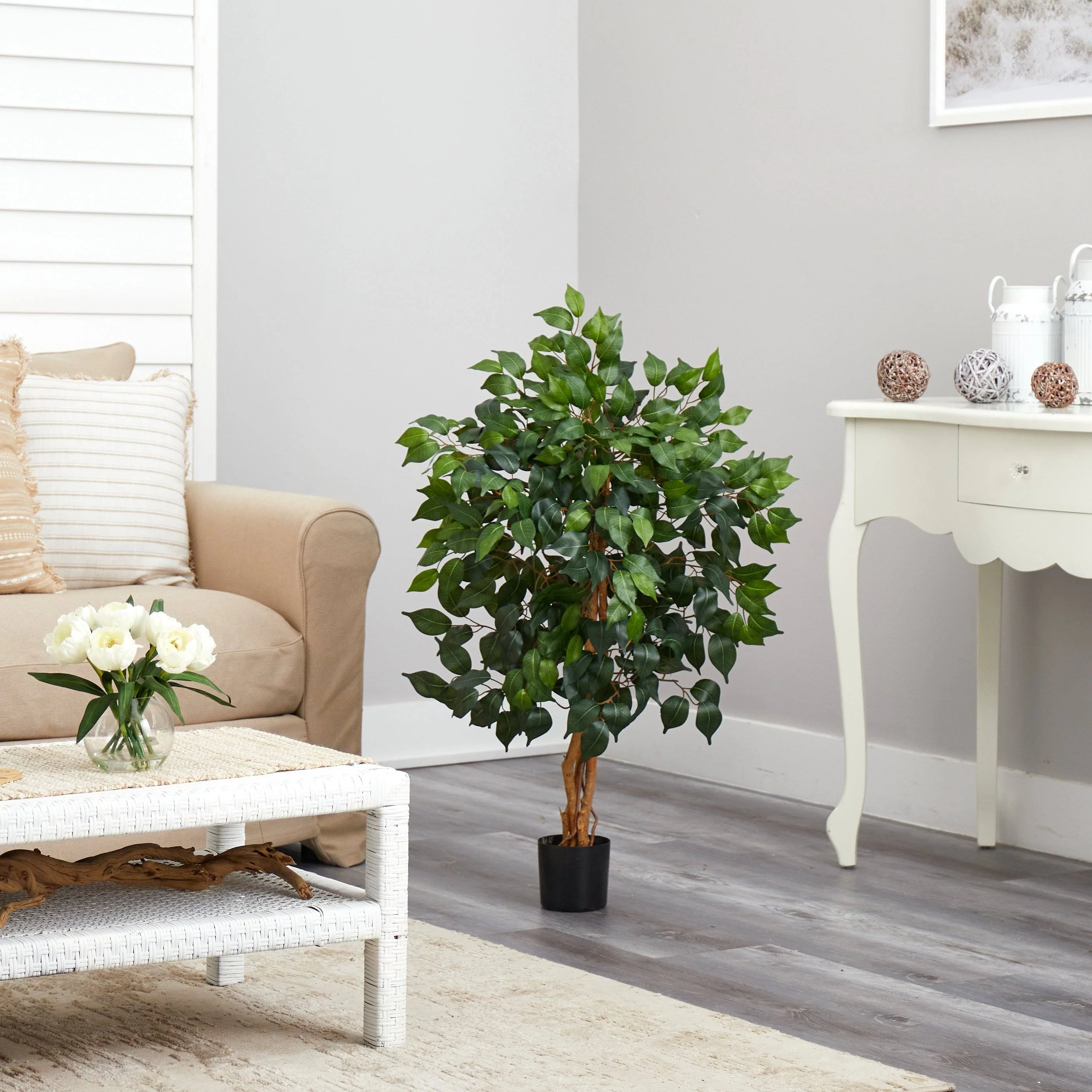 3' Ficus Silk Tree - Image 3