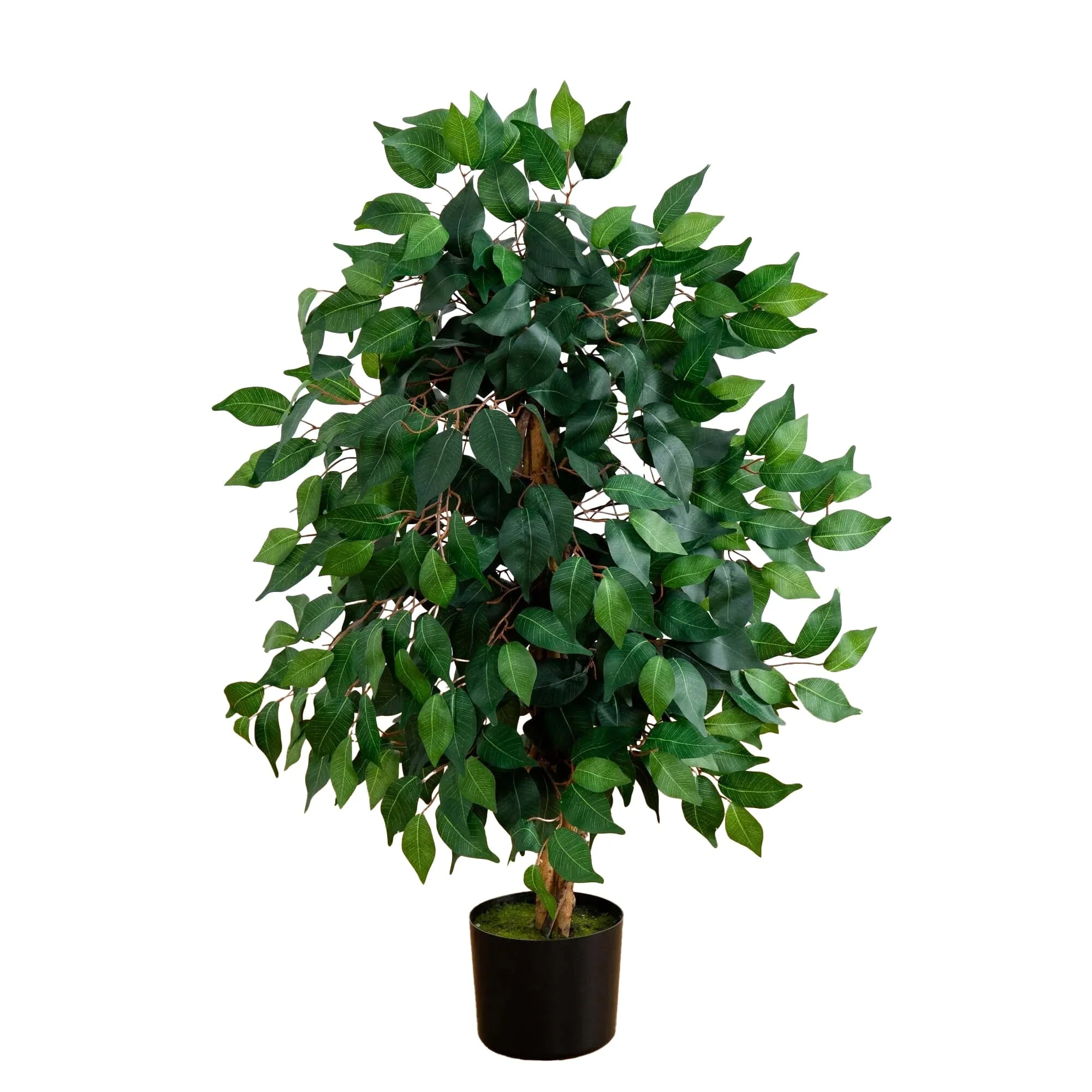 3' Ficus Silk Tree - Image 5