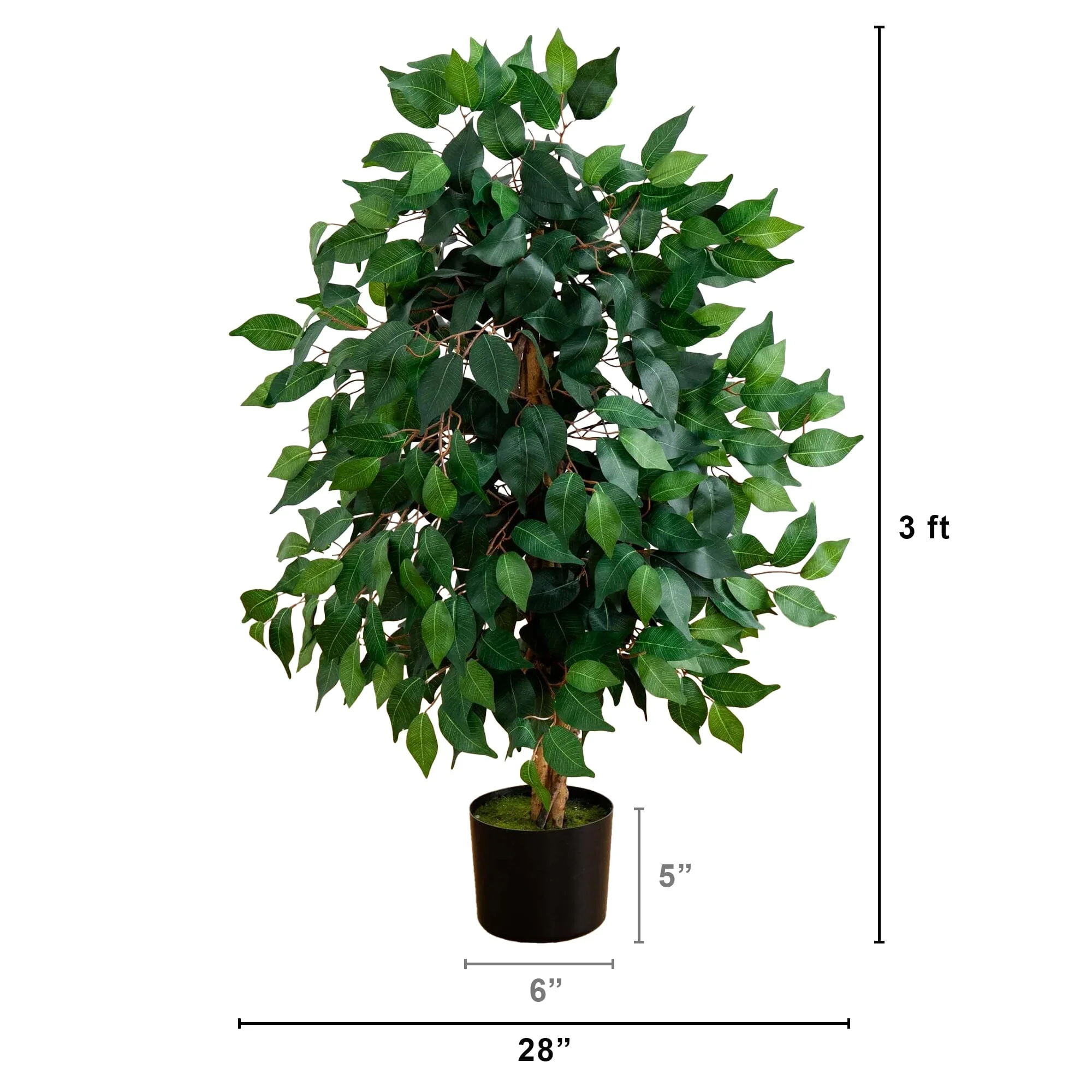 3' Ficus Silk Tree - Image 6