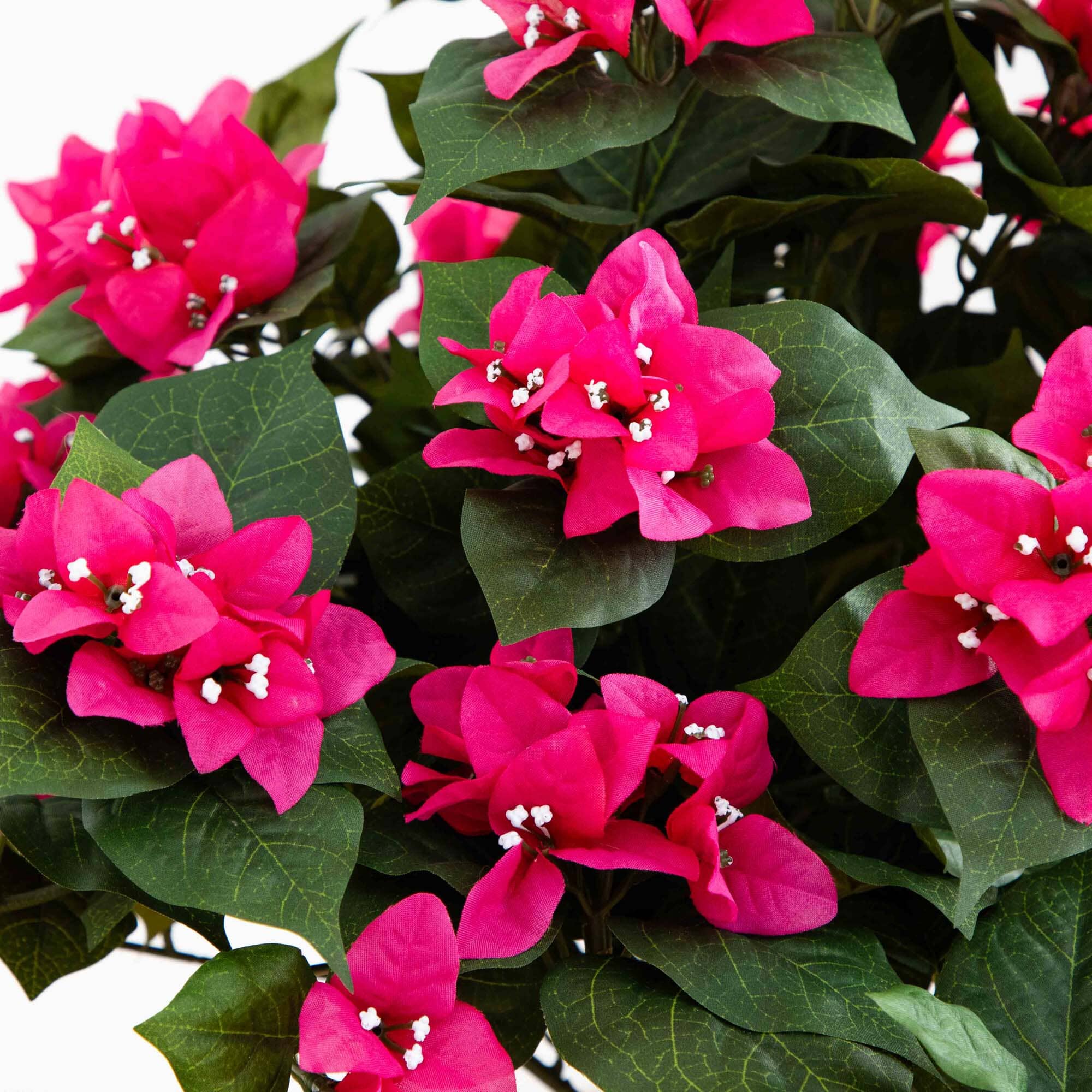 34" Bougainvillea Topiary w/Wood Box - Image 2