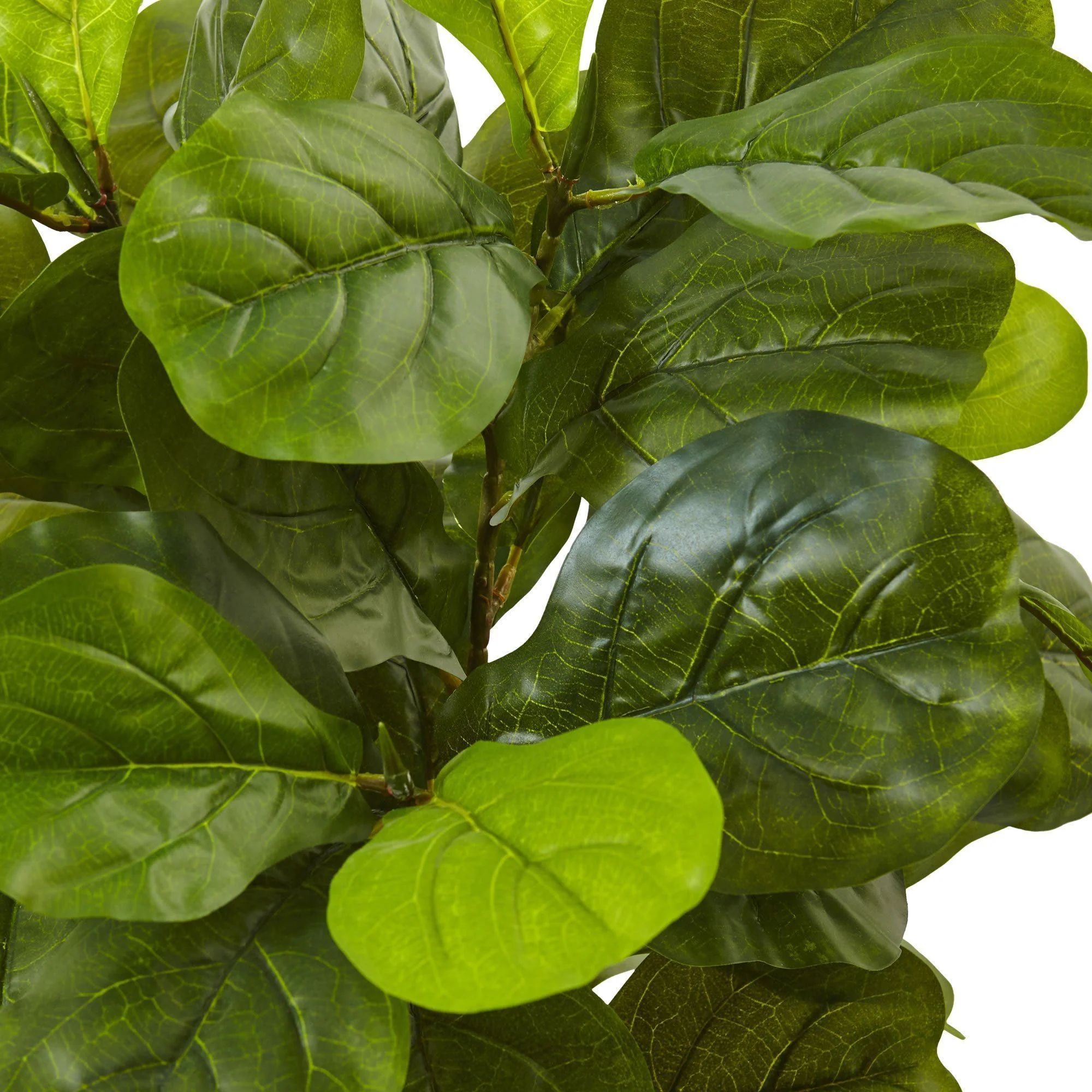 4.5’ Fiddle Leaf Fig in White Planter (Real Touch) - Image 2