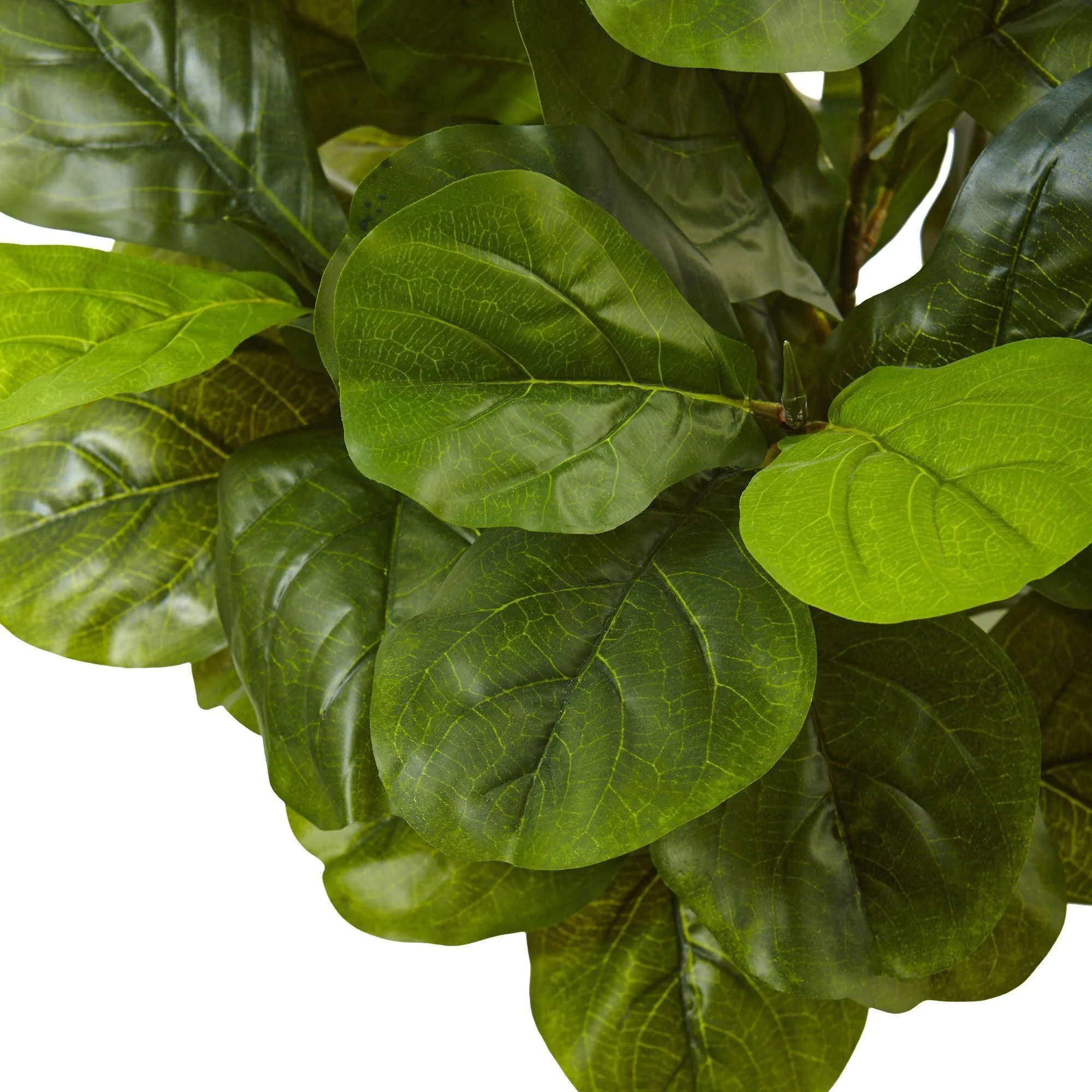 4.5’ Fiddle Leaf Fig in White Planter (Real Touch) - Image 3