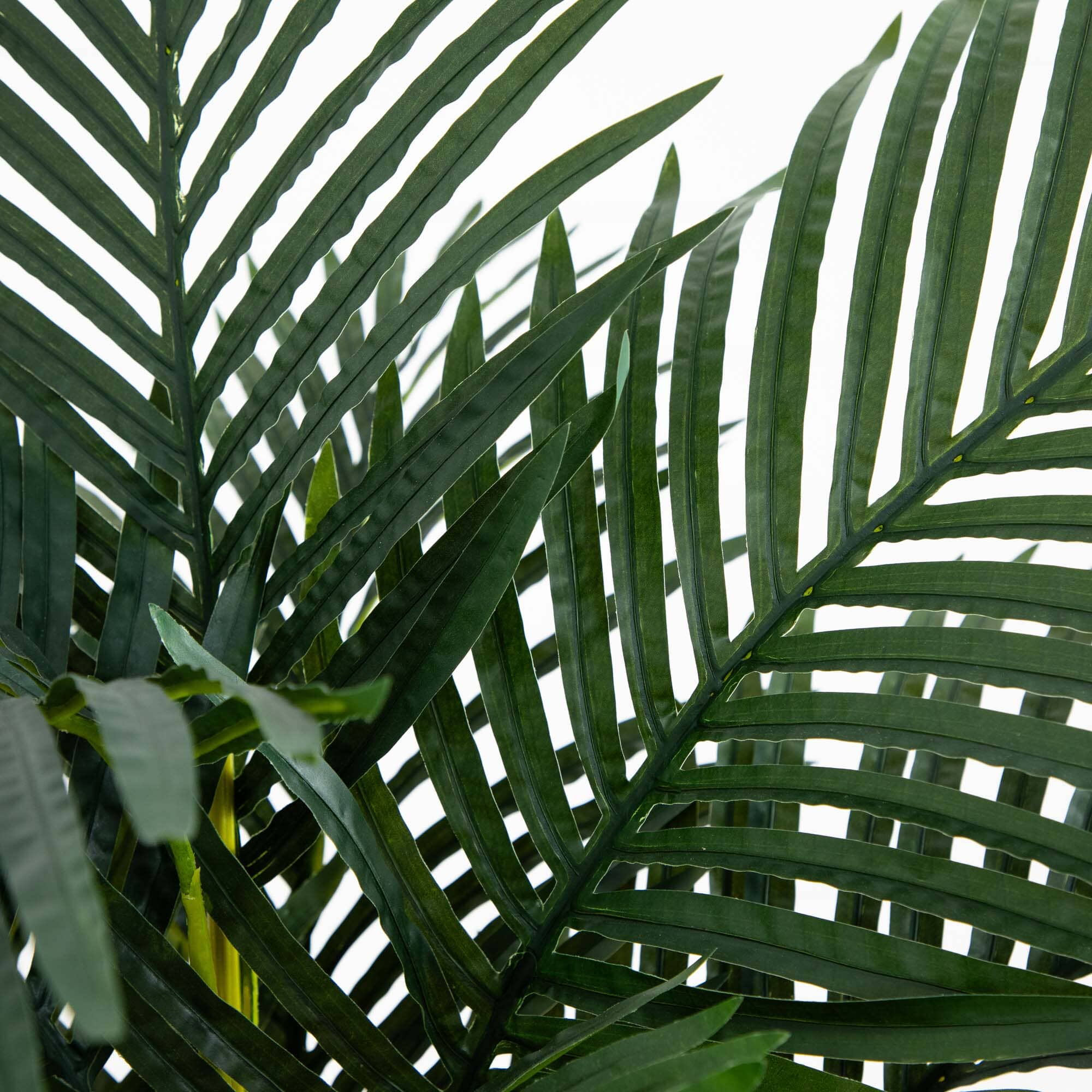 4’ Golden Cane Palm Tree - Image 2