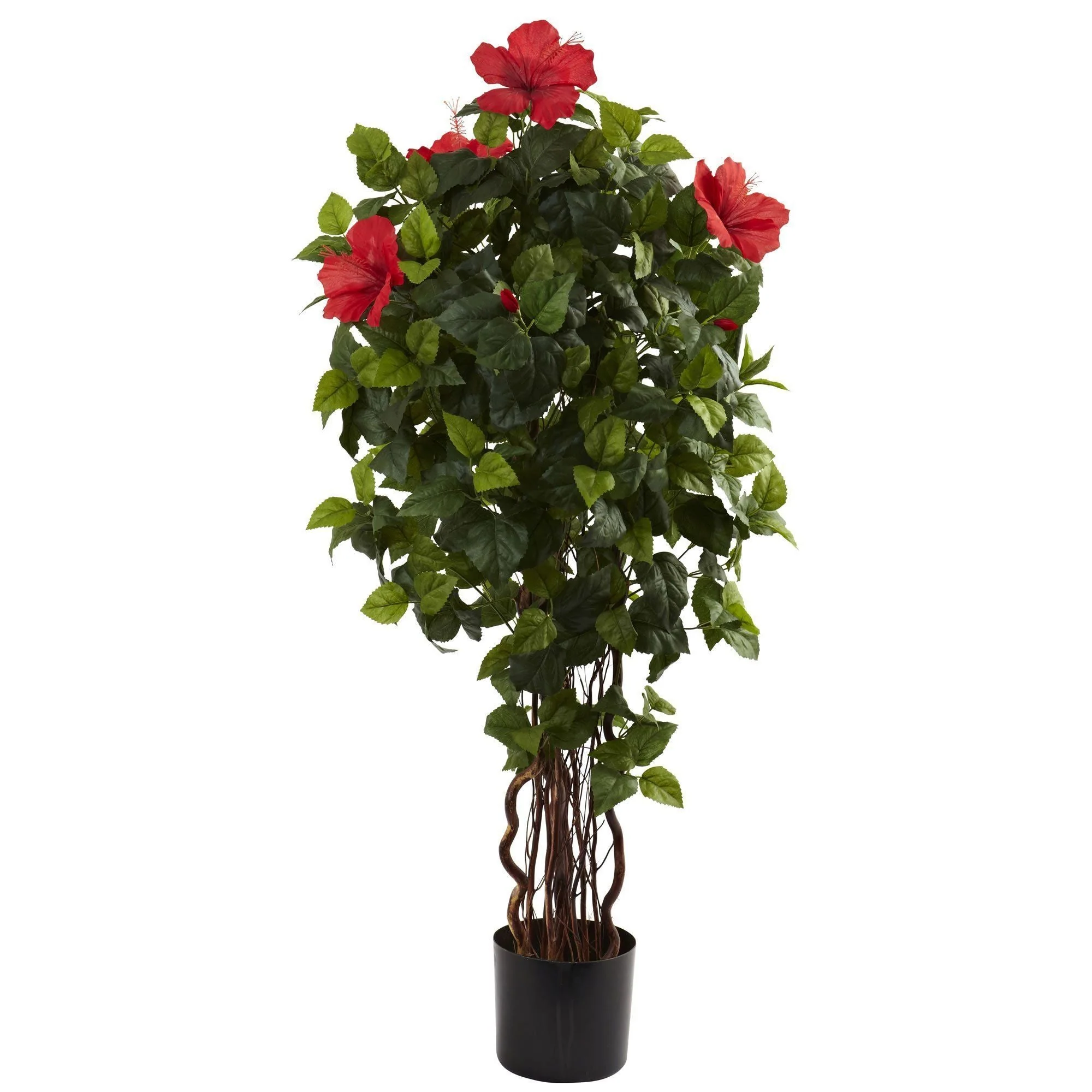 4’ Hibiscus Tree - Image 5