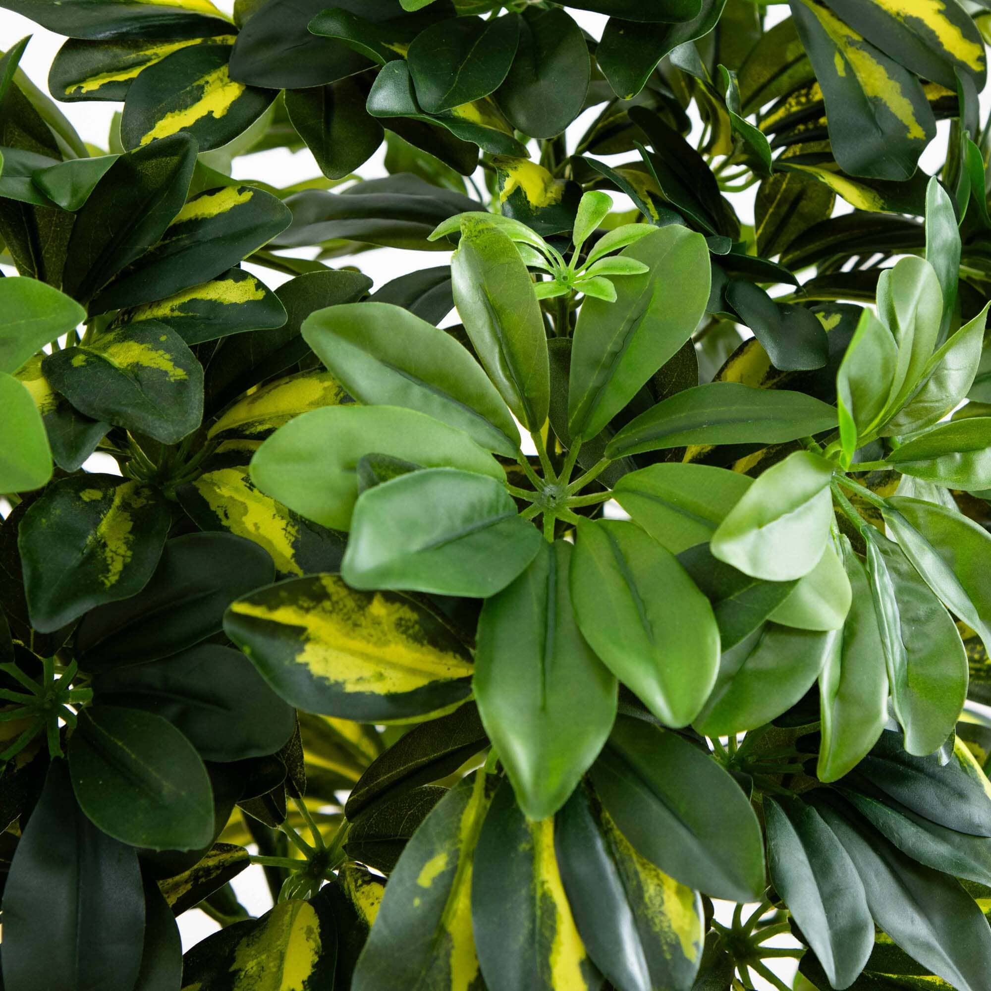 4’ Schefflera Silk Tree (Real Touch) - Image 2