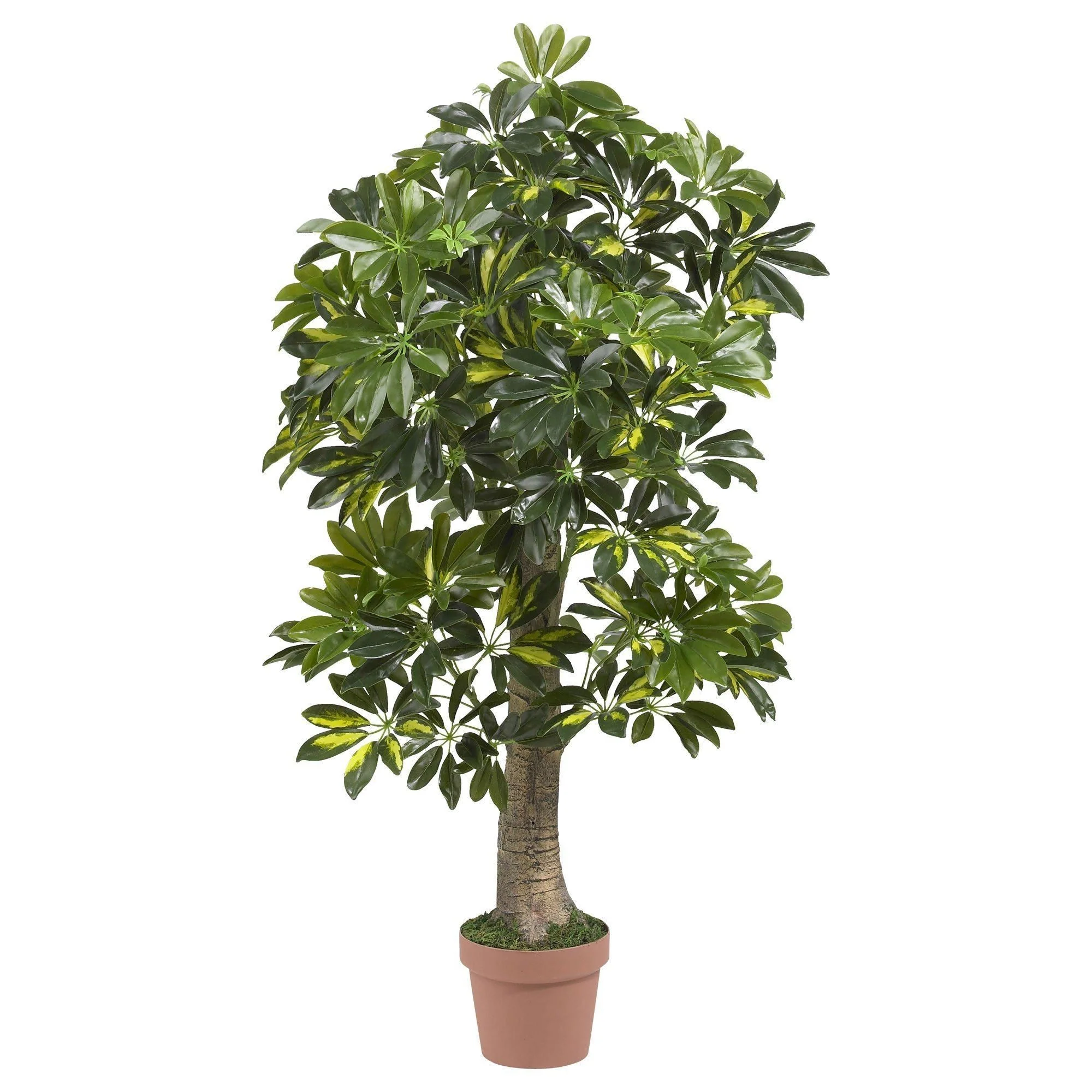 4’ Schefflera Silk Tree (Real Touch) - Image 4