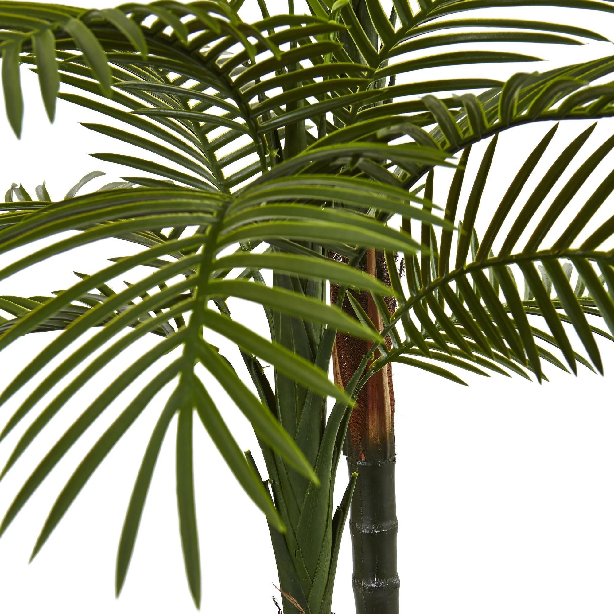5.5’ Double Robellini Palm Tree UV Resistant (Indoor/Outdoor) - Image 2