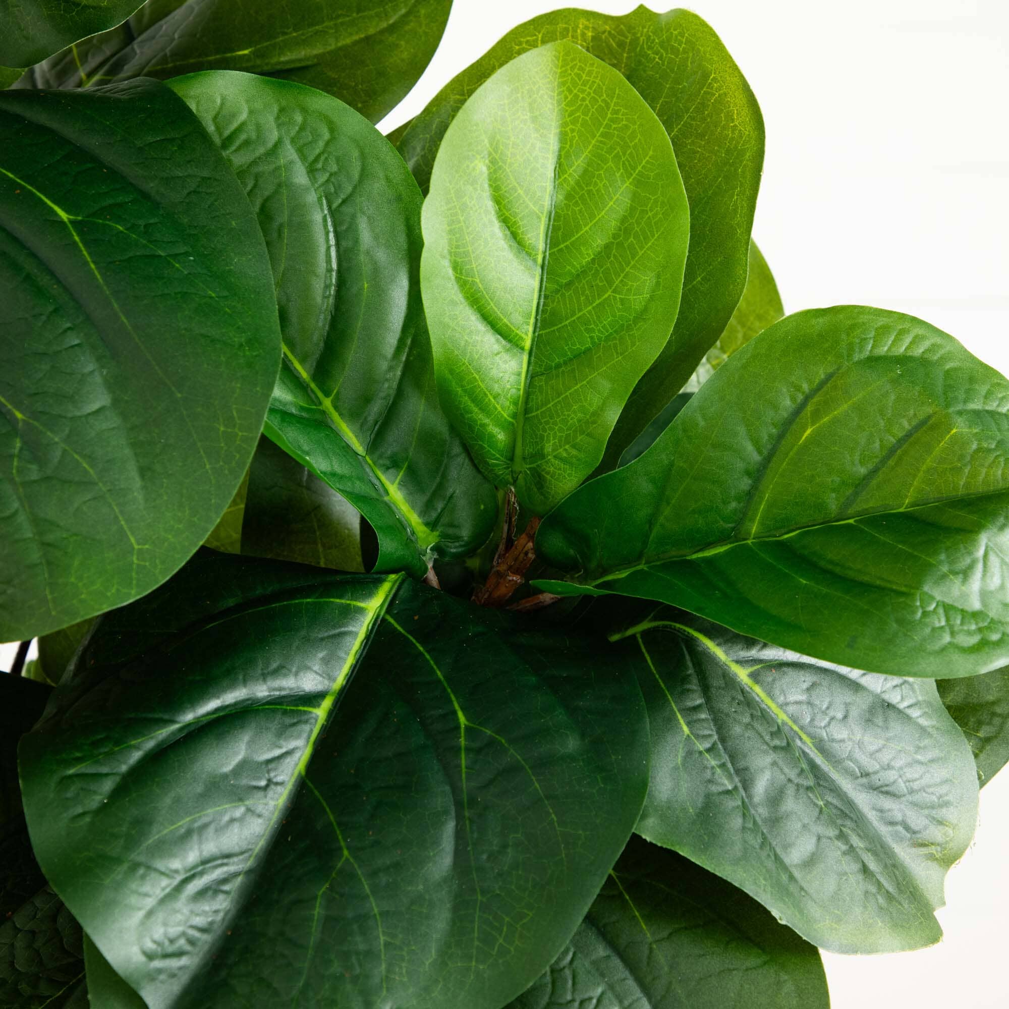 5.5’ Fiddle Leaf Artificial Tree in Black Planter (Real Touch) - Image 2