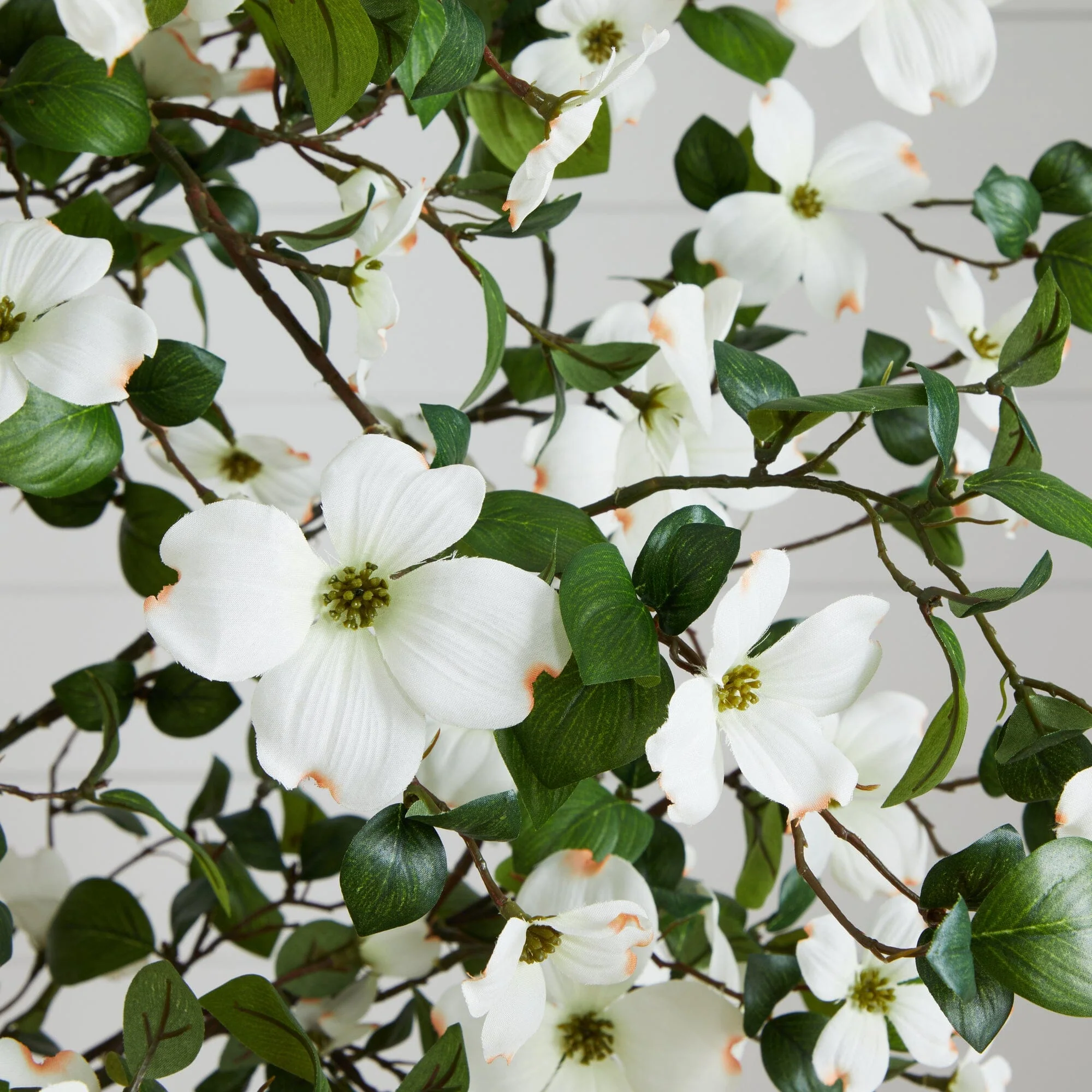 5' Dogwood Silk Tree - Image 2