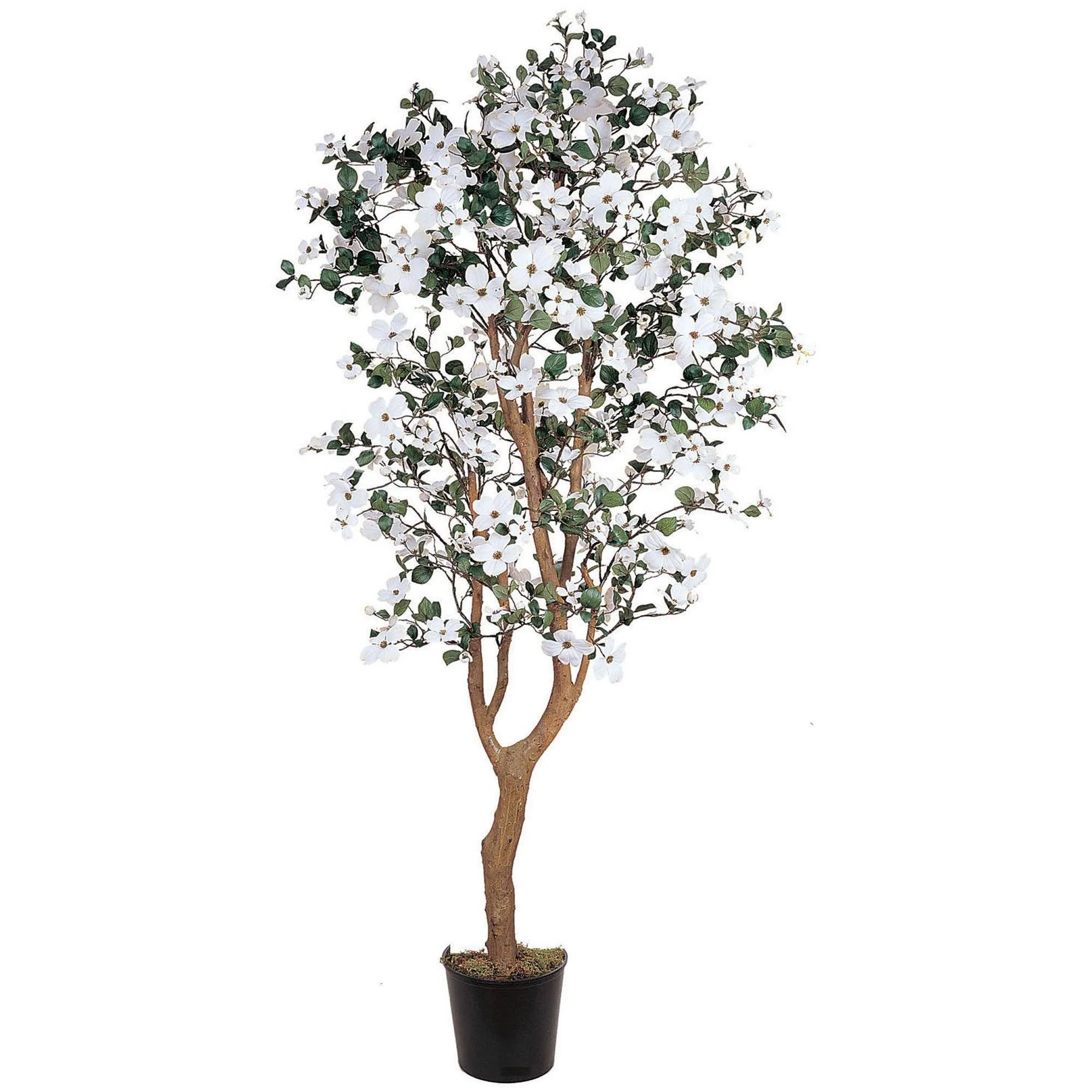 5' Dogwood Silk Tree - Image 4