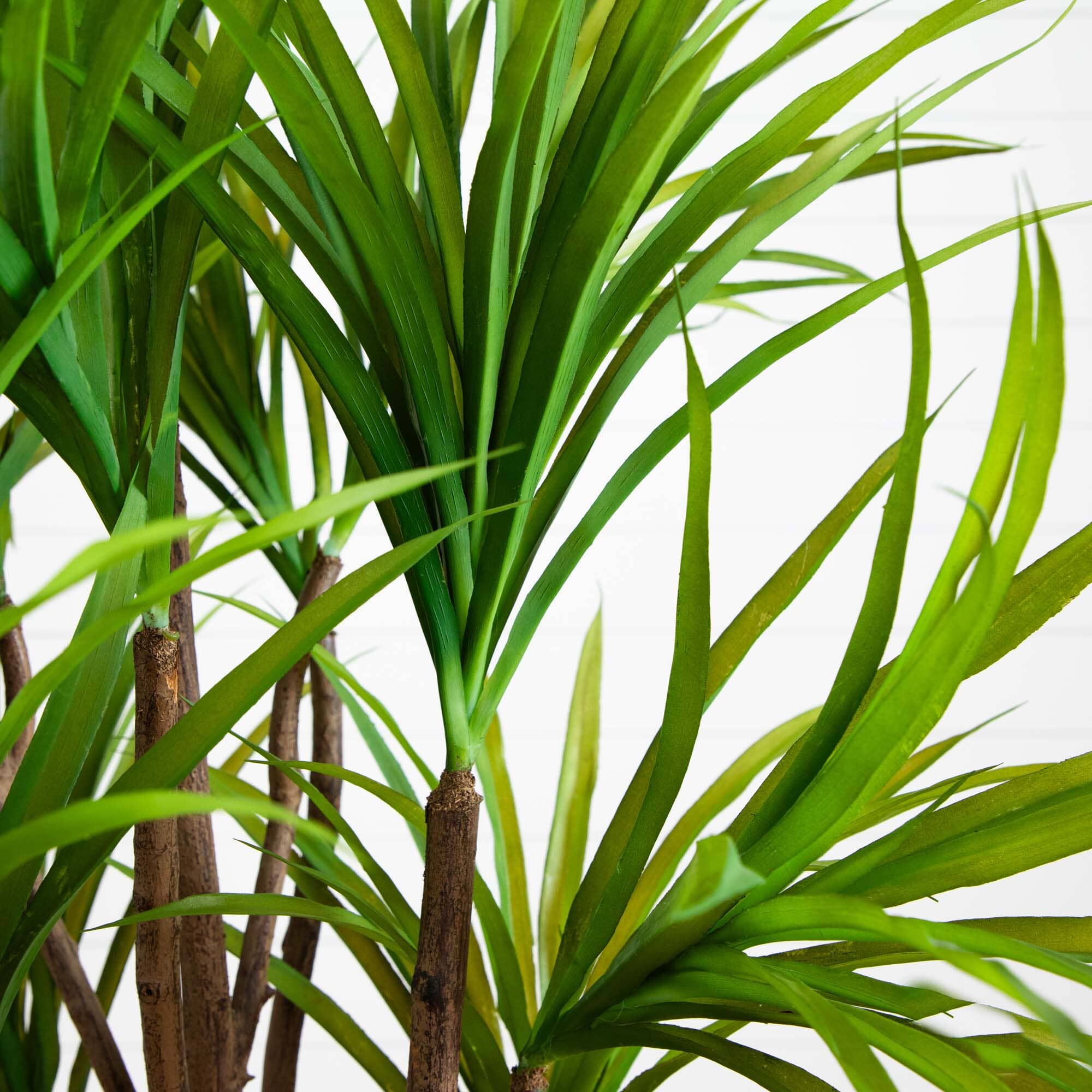 5’ Dracaena Silk Tree - Image 2