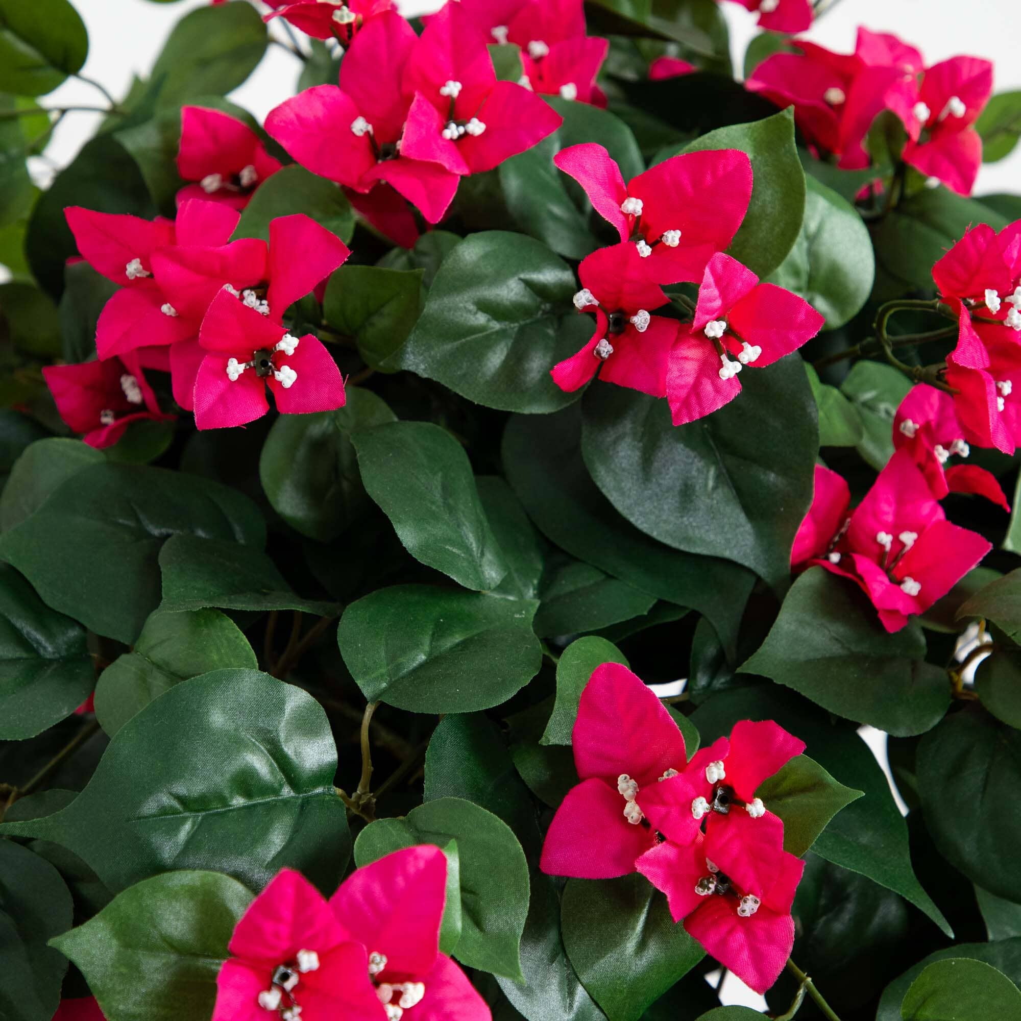 5' Mini Bougainvillea Topiary - Image 2