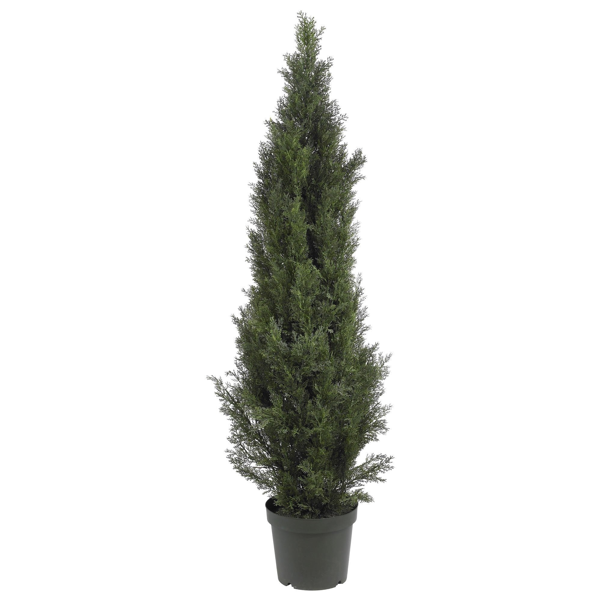 5' Mini Cedar Pine Tree (Indoor/Outdoor) - Image 5
