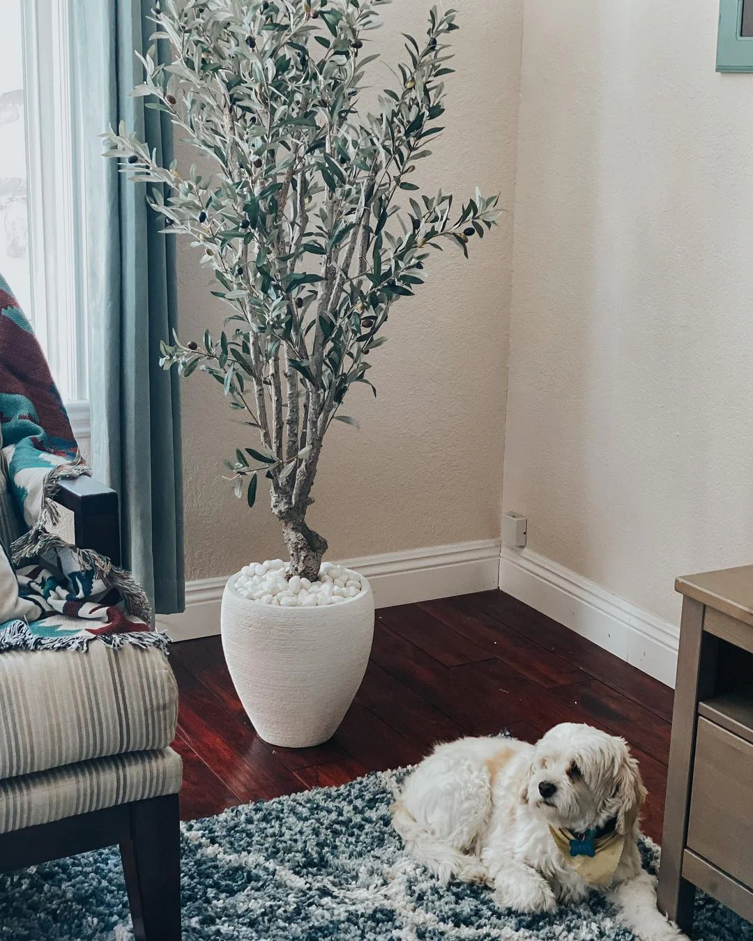 5' Olive Silk Tree - Image 4