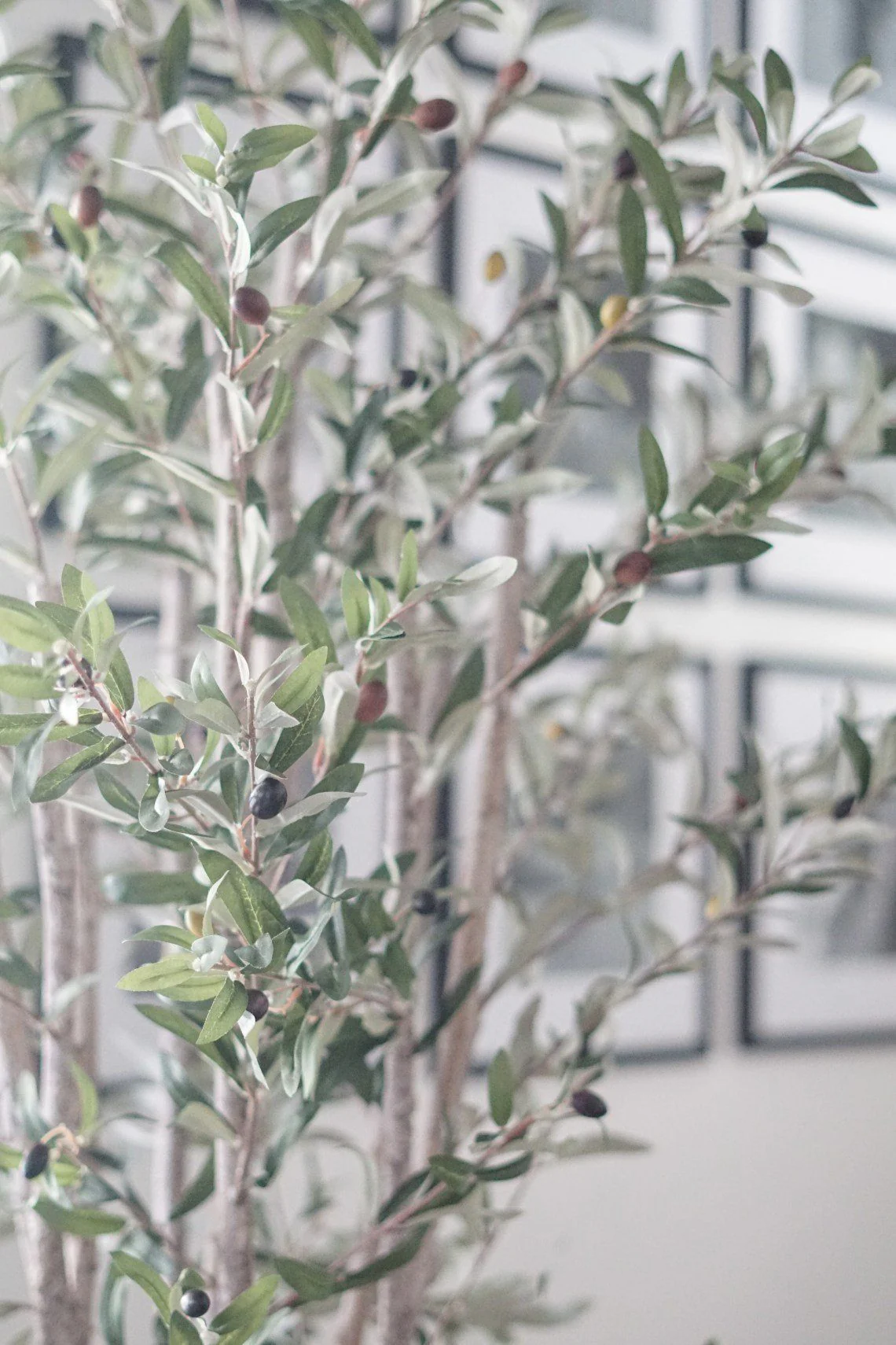 5' Olive Silk Tree - Image 5