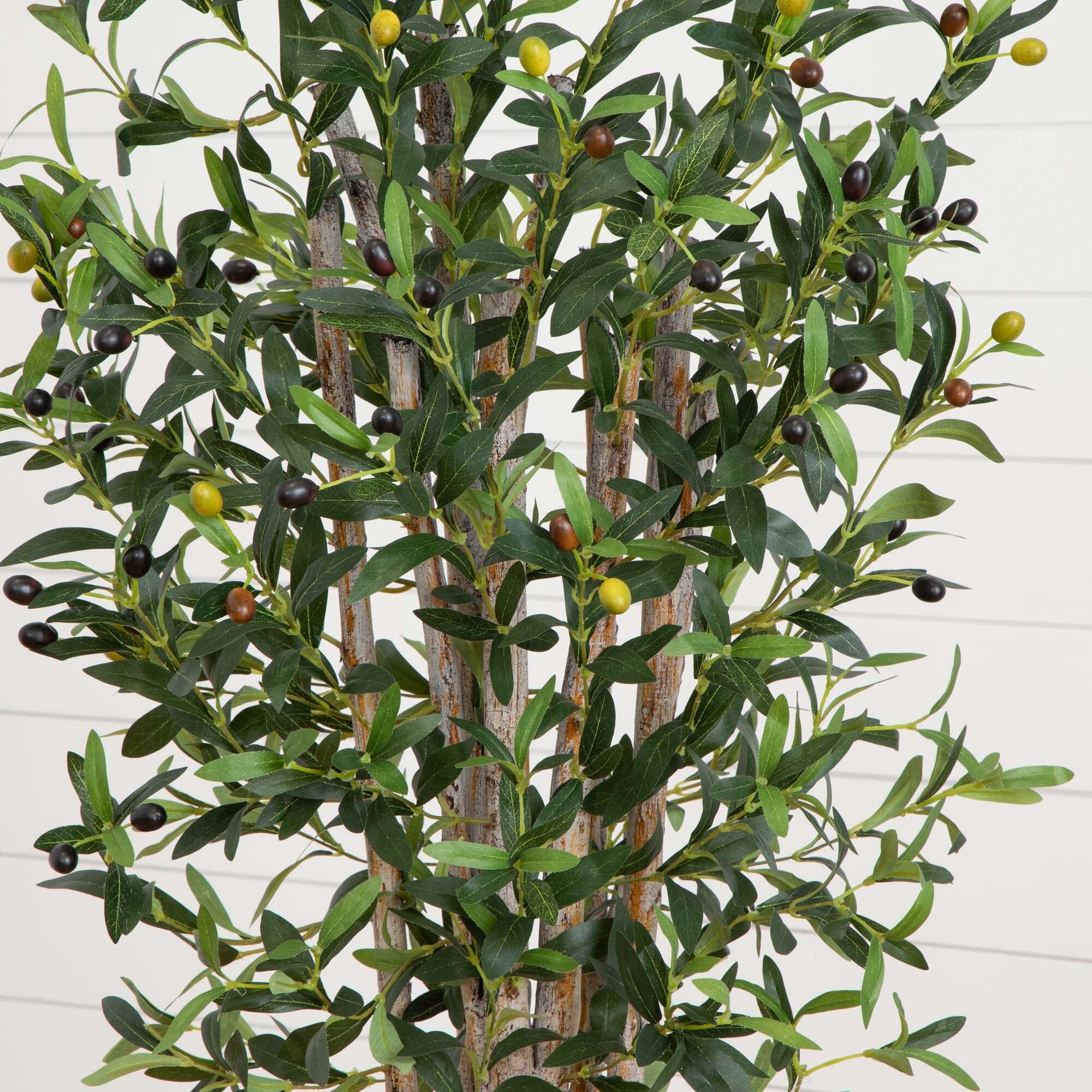 5’ Olive Tree in White Oval Planter - Image 2