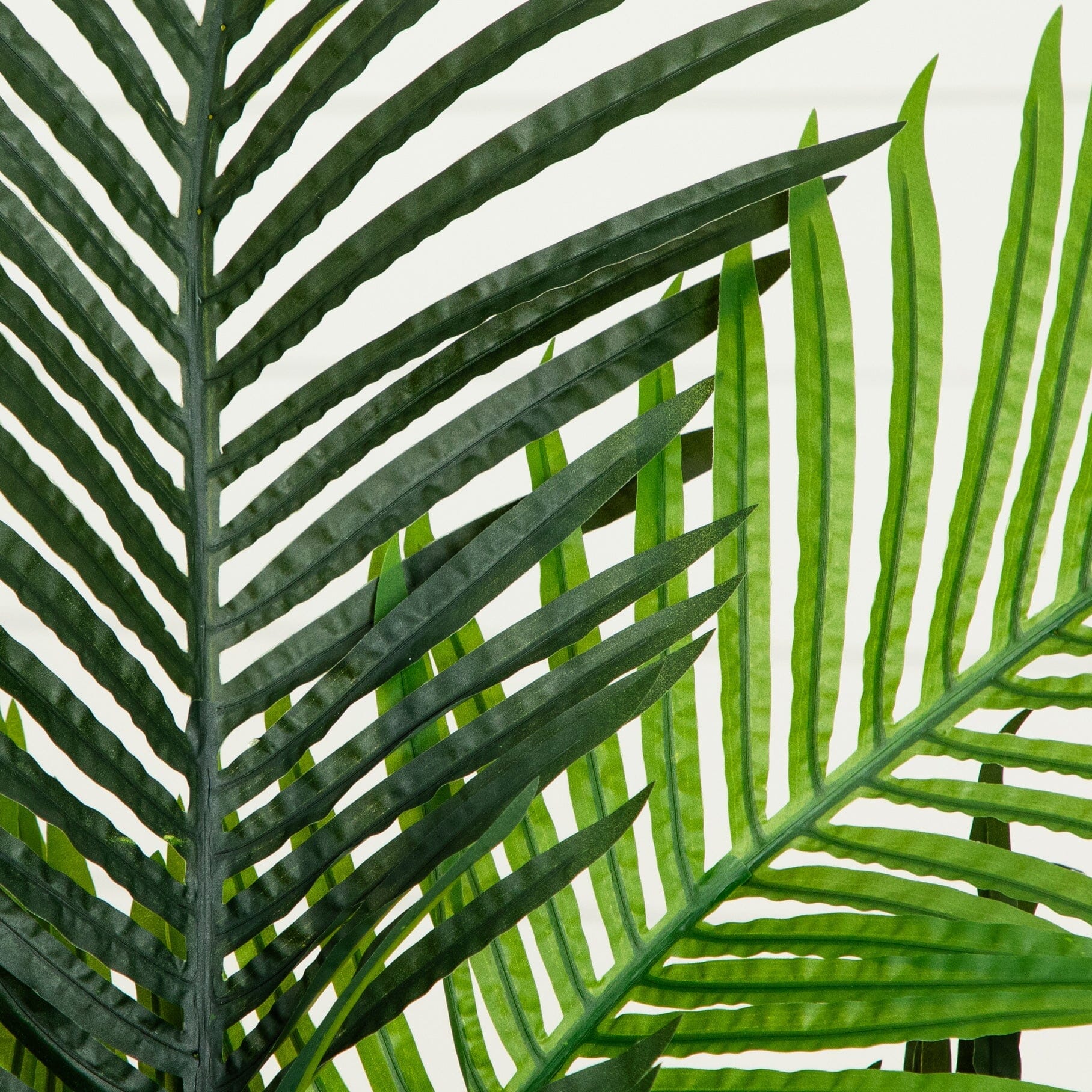5' Paradise Palm - Image 2