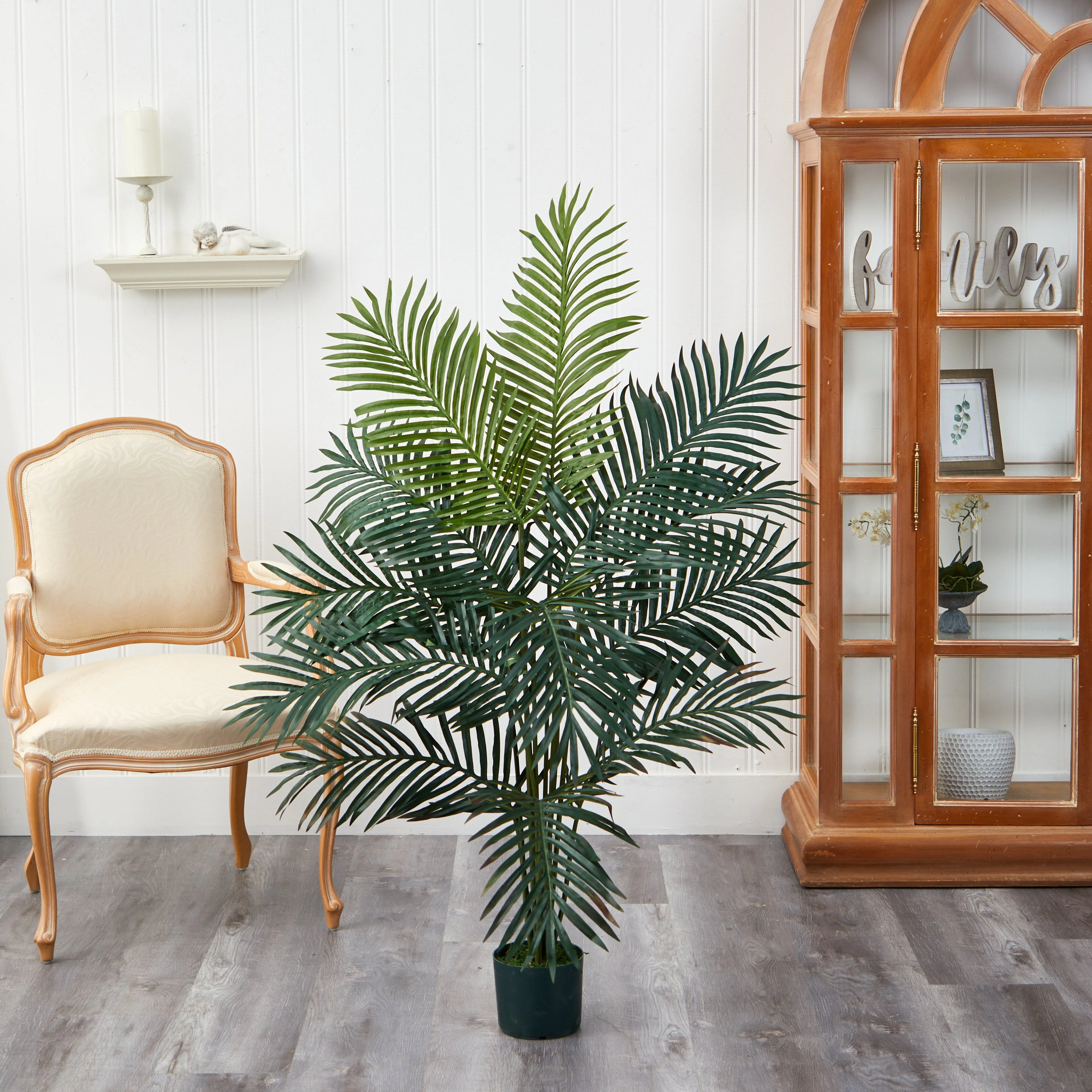 5' Paradise Palm - Image 3