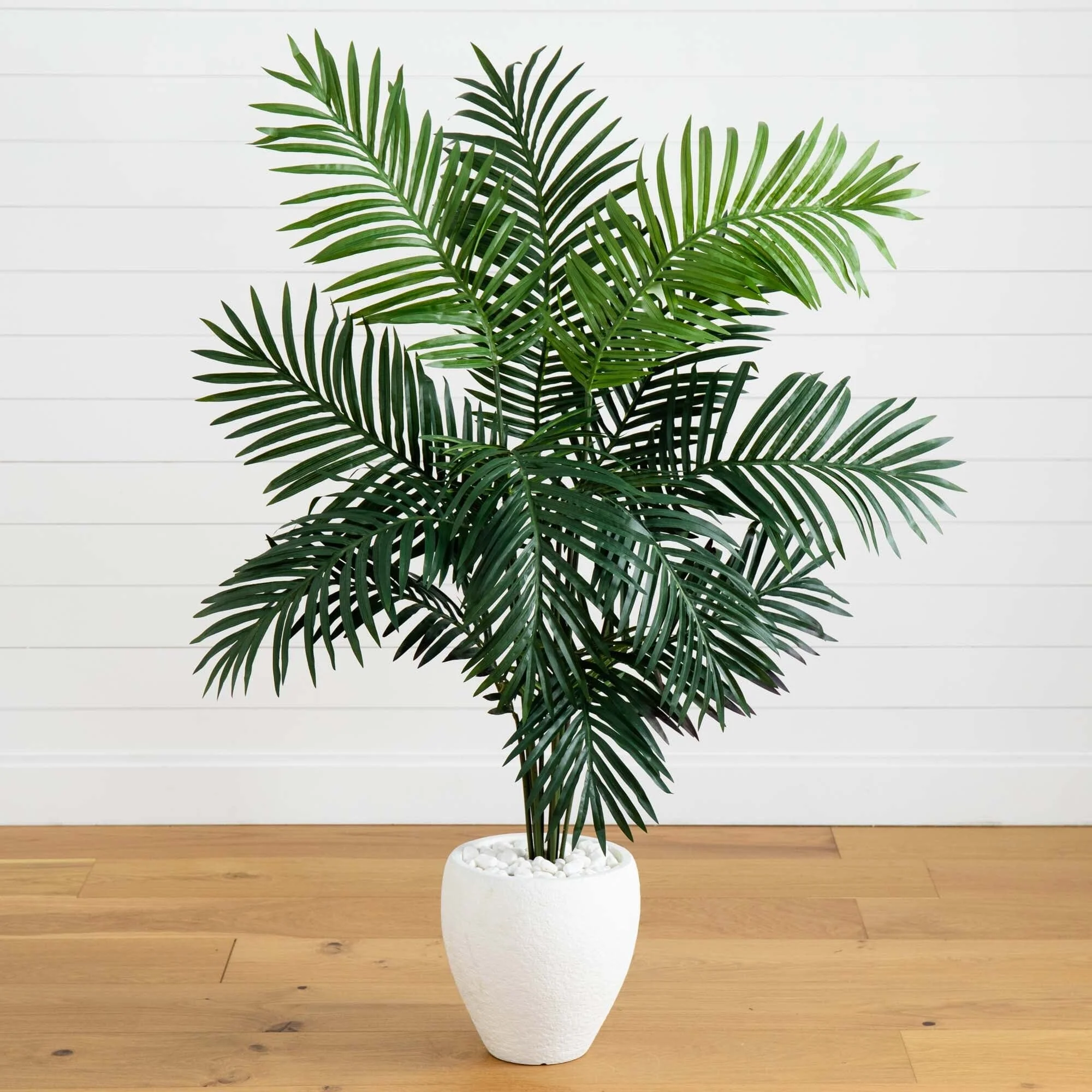 5' Paradise Palm - Image 5