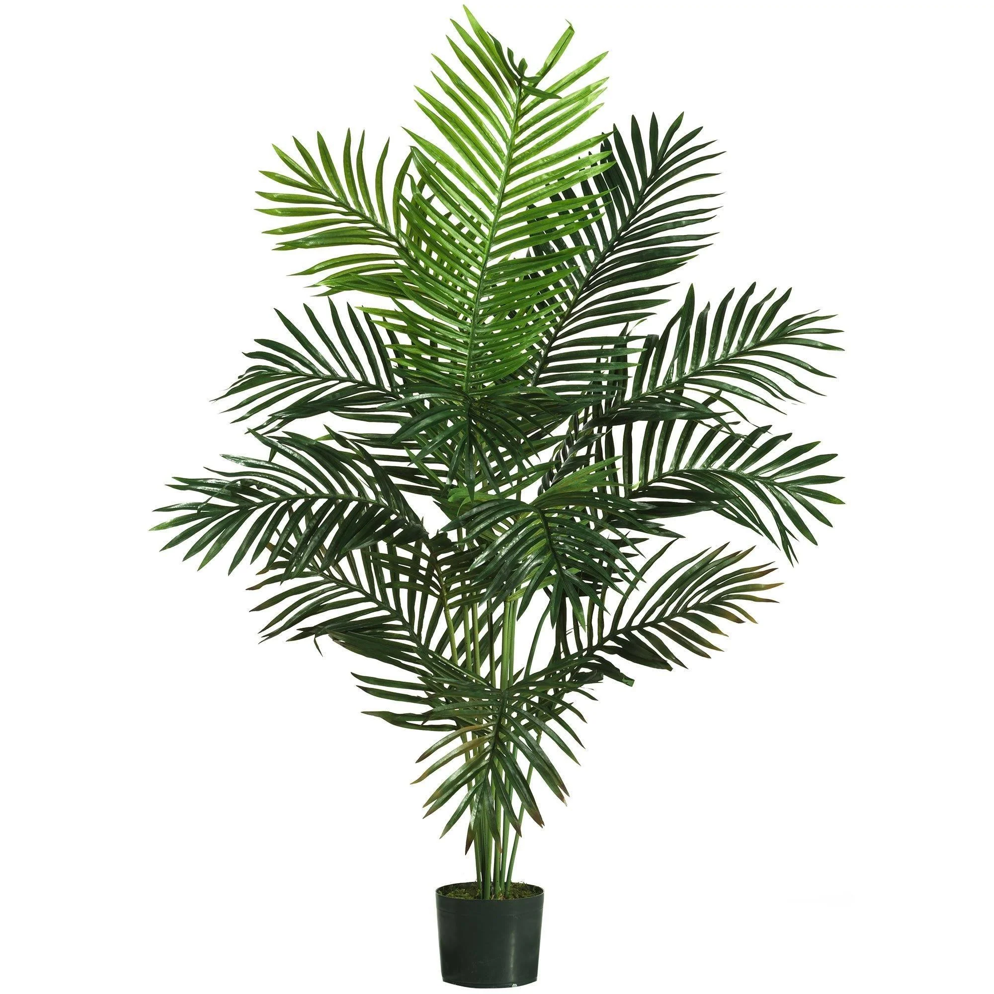 5' Paradise Palm - Image 6