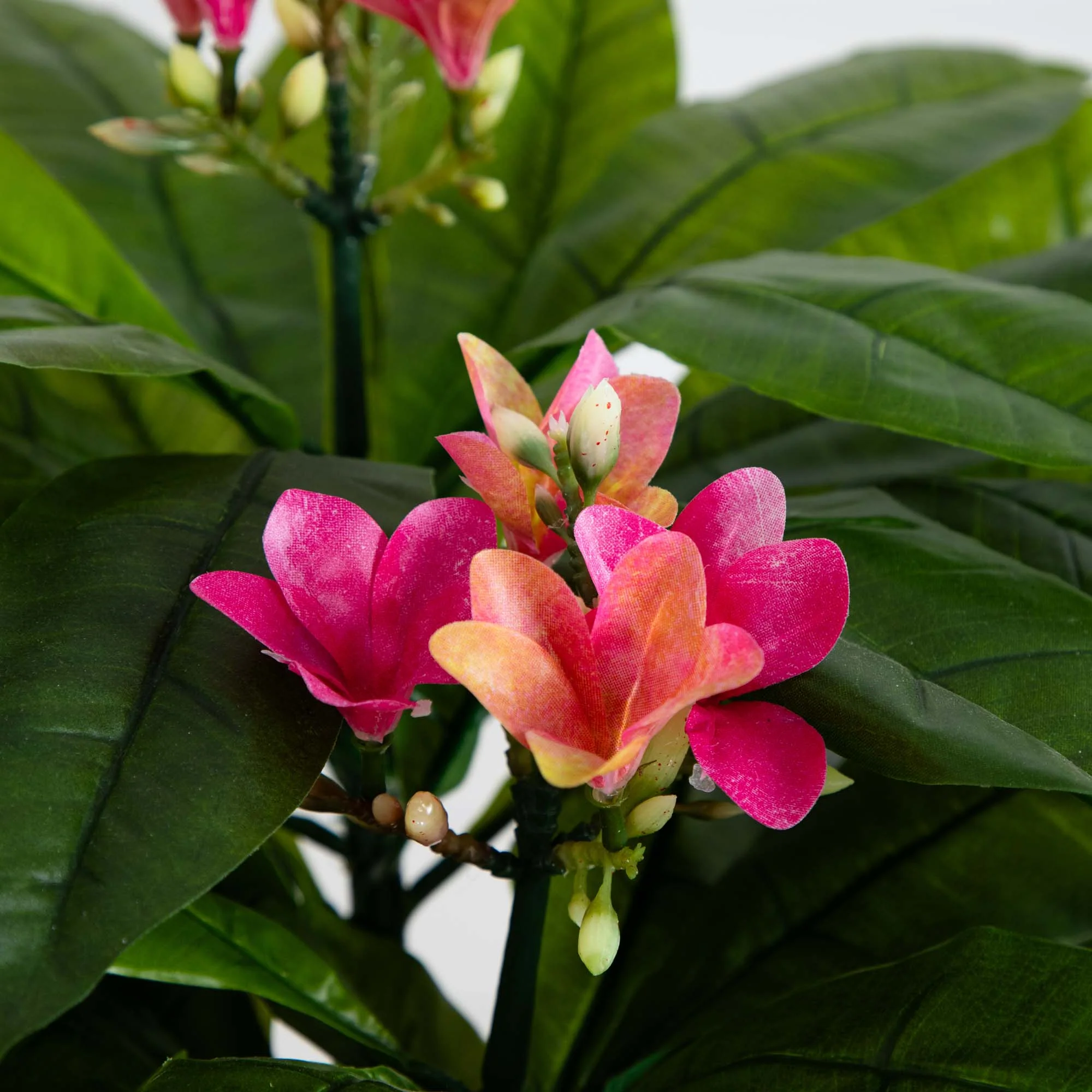 5' Plumeria Tree UV Resistant (Indoor/Outdoor) - Image 3