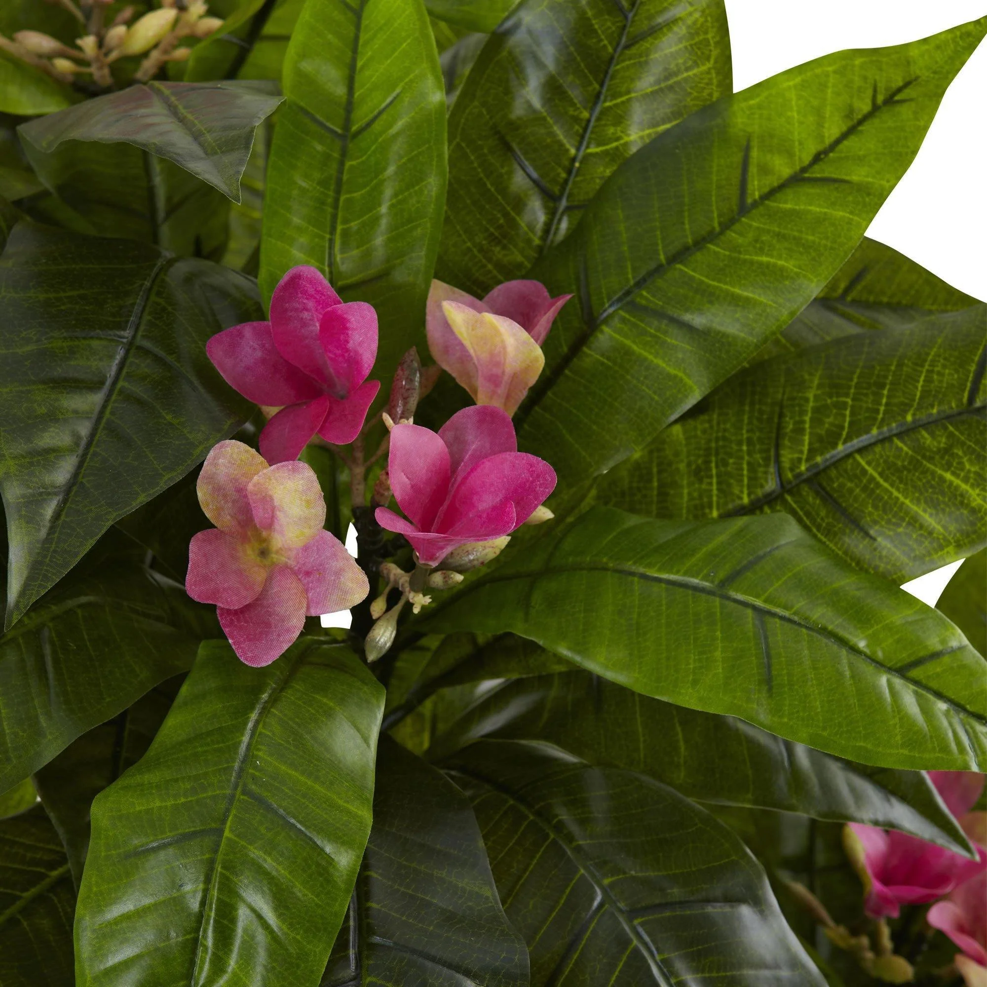 5' Plumeria Tree UV Resistant (Indoor/Outdoor) - Image 4