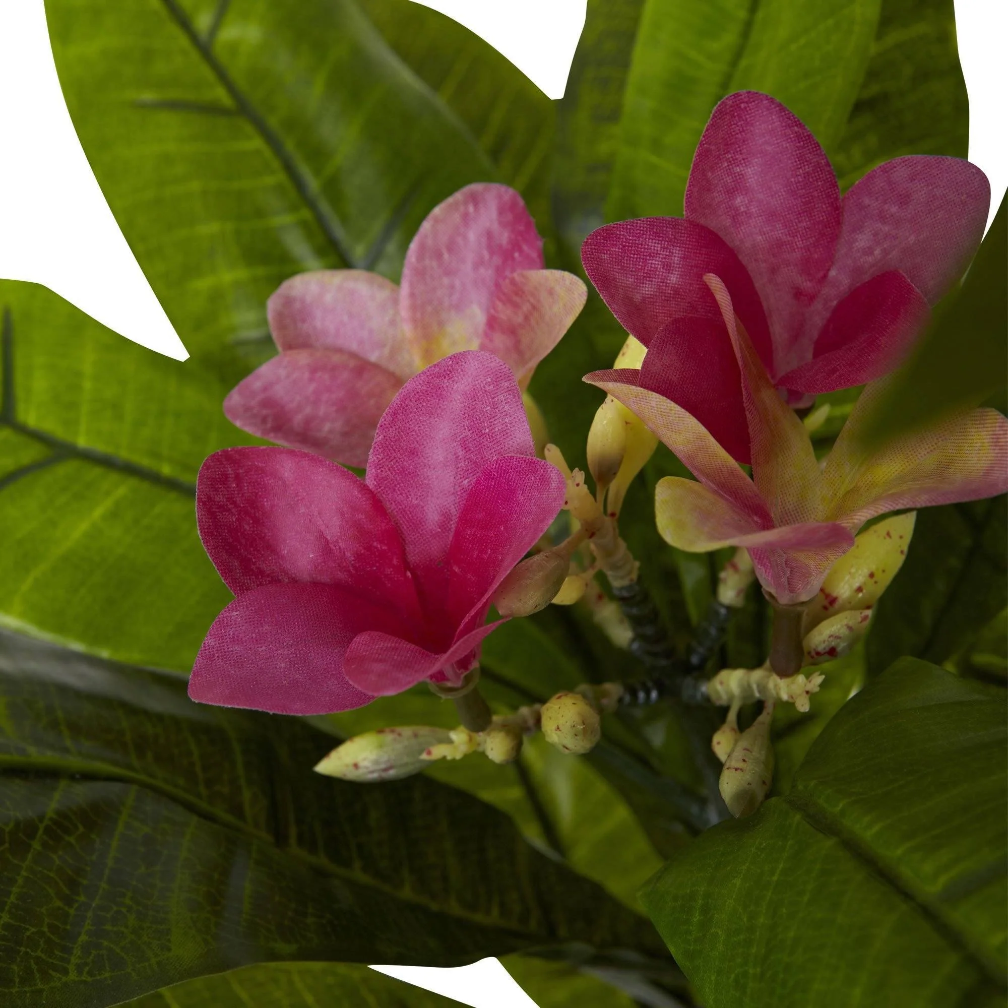 5' Plumeria Tree UV Resistant (Indoor/Outdoor) - Image 5