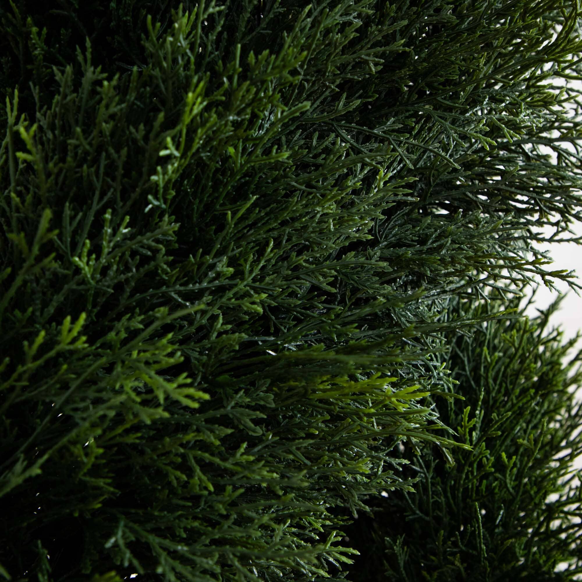 5' Pond Cypress Spiral Topiary UV Resistant (Indoor/Outdoor) - Image 2