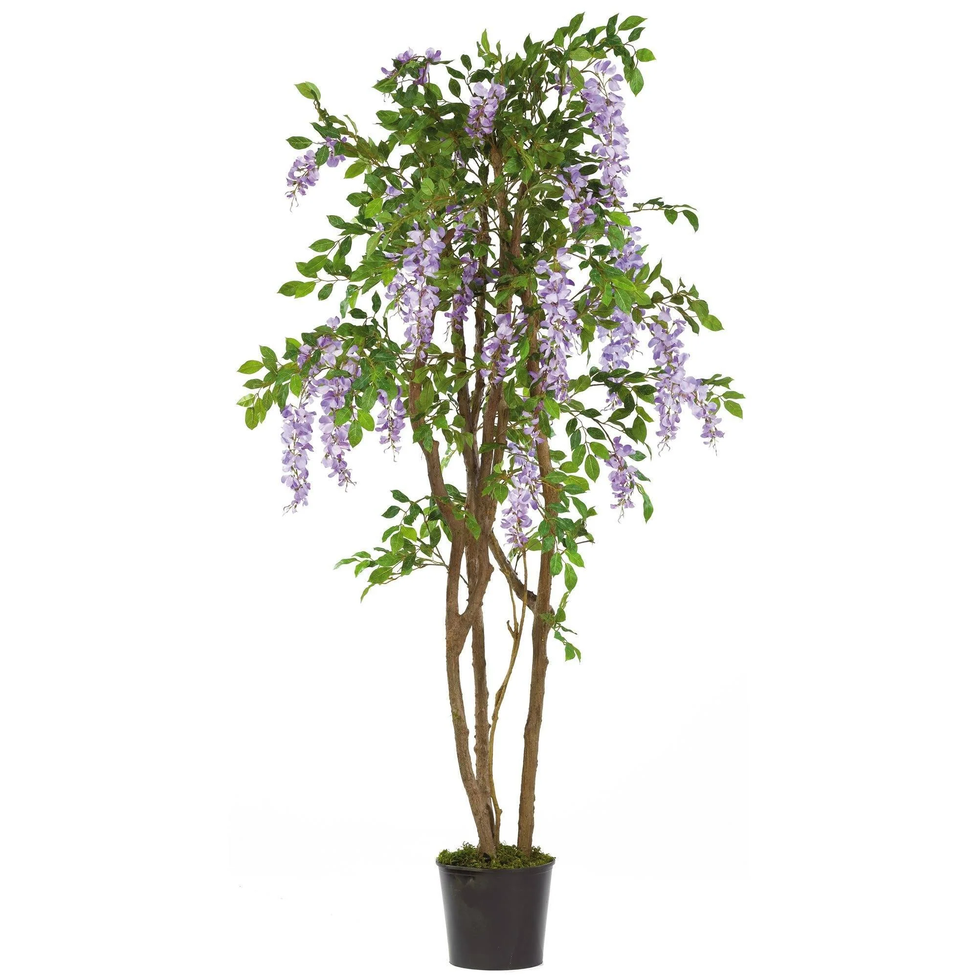 5' Wisteria Silk Tree - Image 3