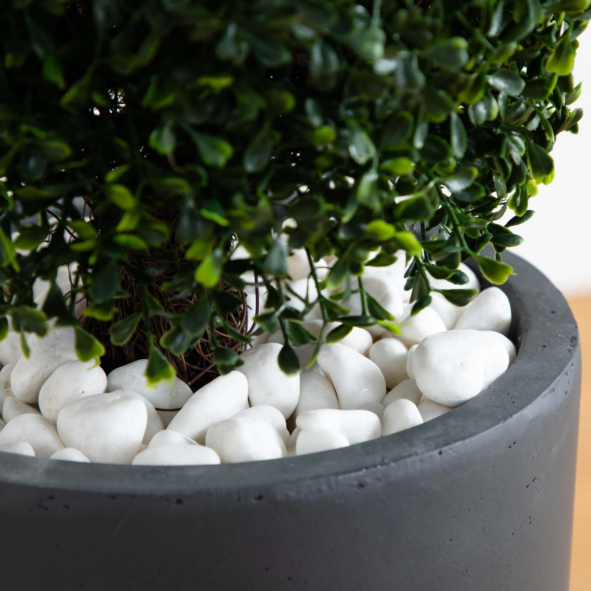 50” Boxwood Topiary with Gray Cylindrical Planter UV Resistant (Indoor/Outdoor) - Image 3