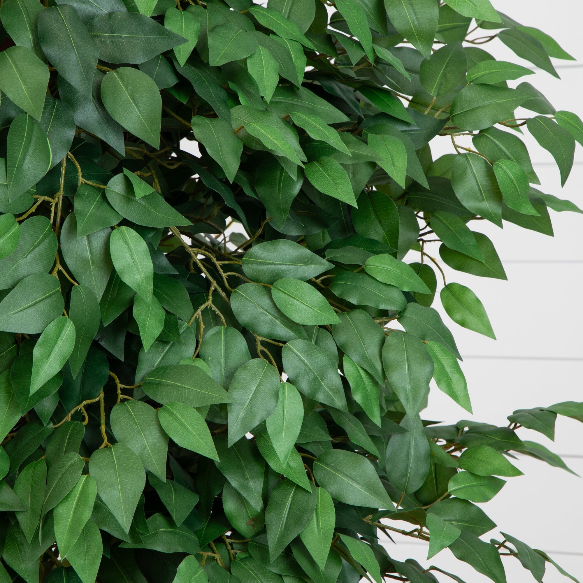 6.5’ Deluxe Ficus Tree - Image 2