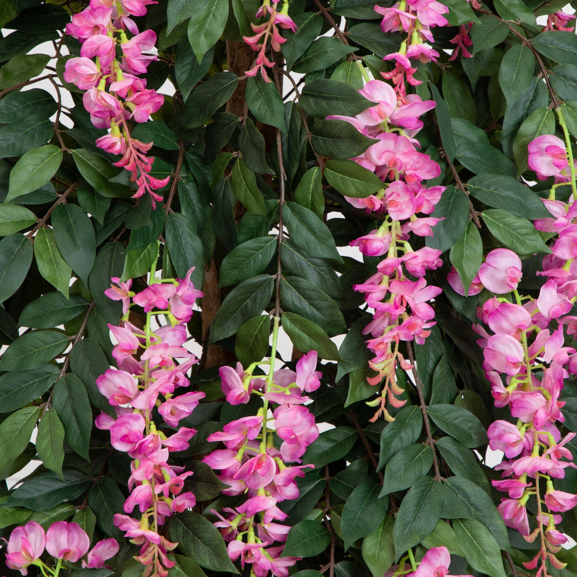 6.5’ Wisteria Silk Tree - Image 2